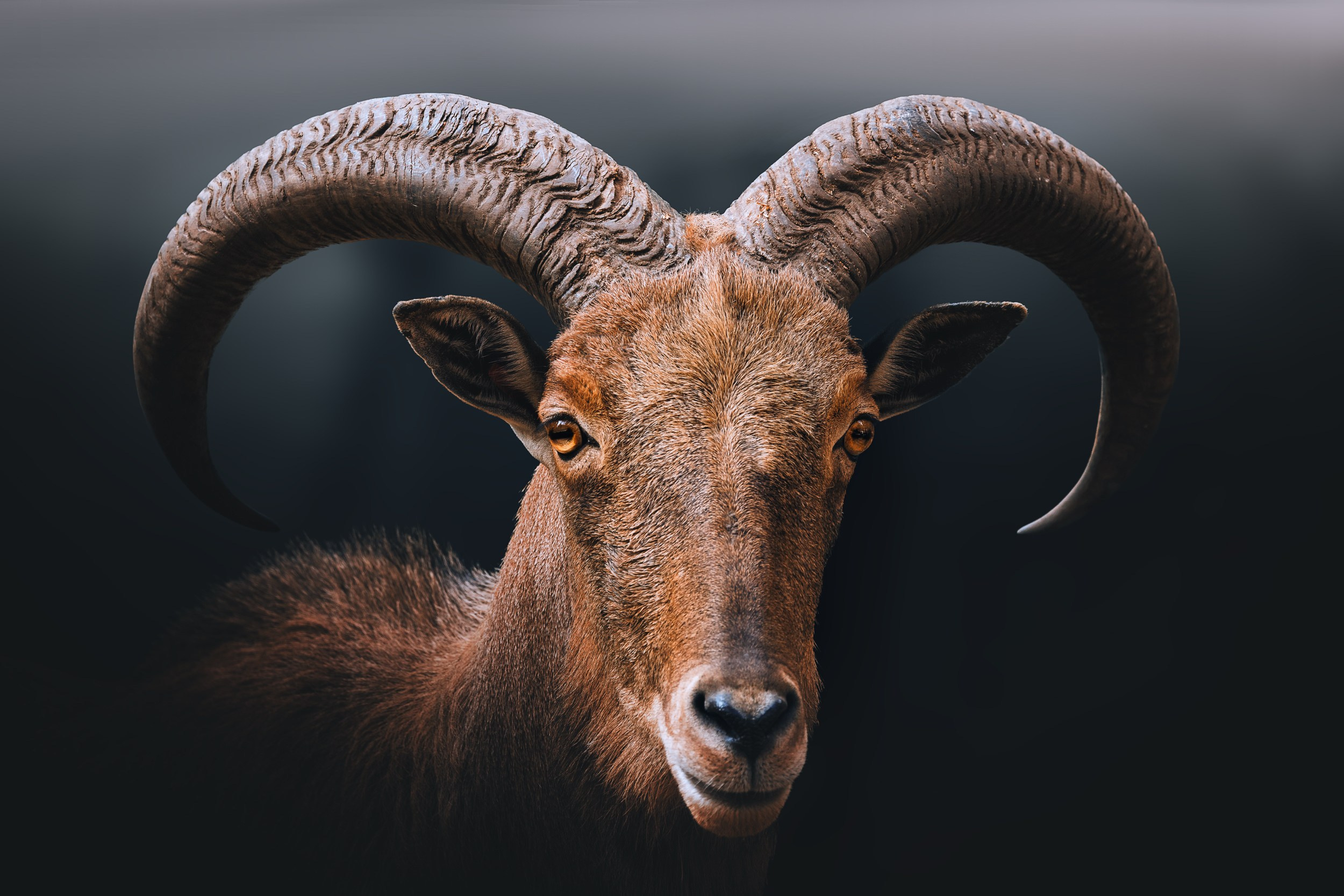 Дикая природа • Wildlife. Елена Ивановой • Профессиональный фотограф
