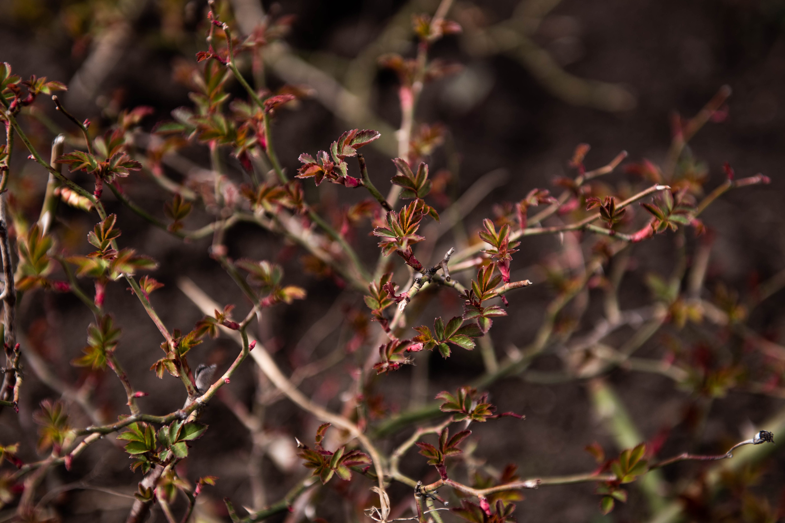Пейзажи и натюрморты