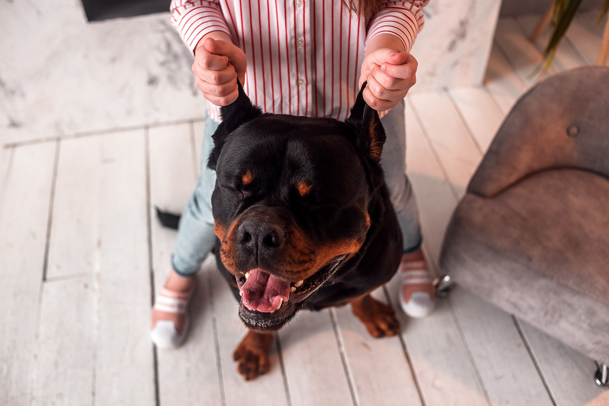 Ротвейлер. Студия. Фотограф анималист Кузнецова Анна Нижний Новгород