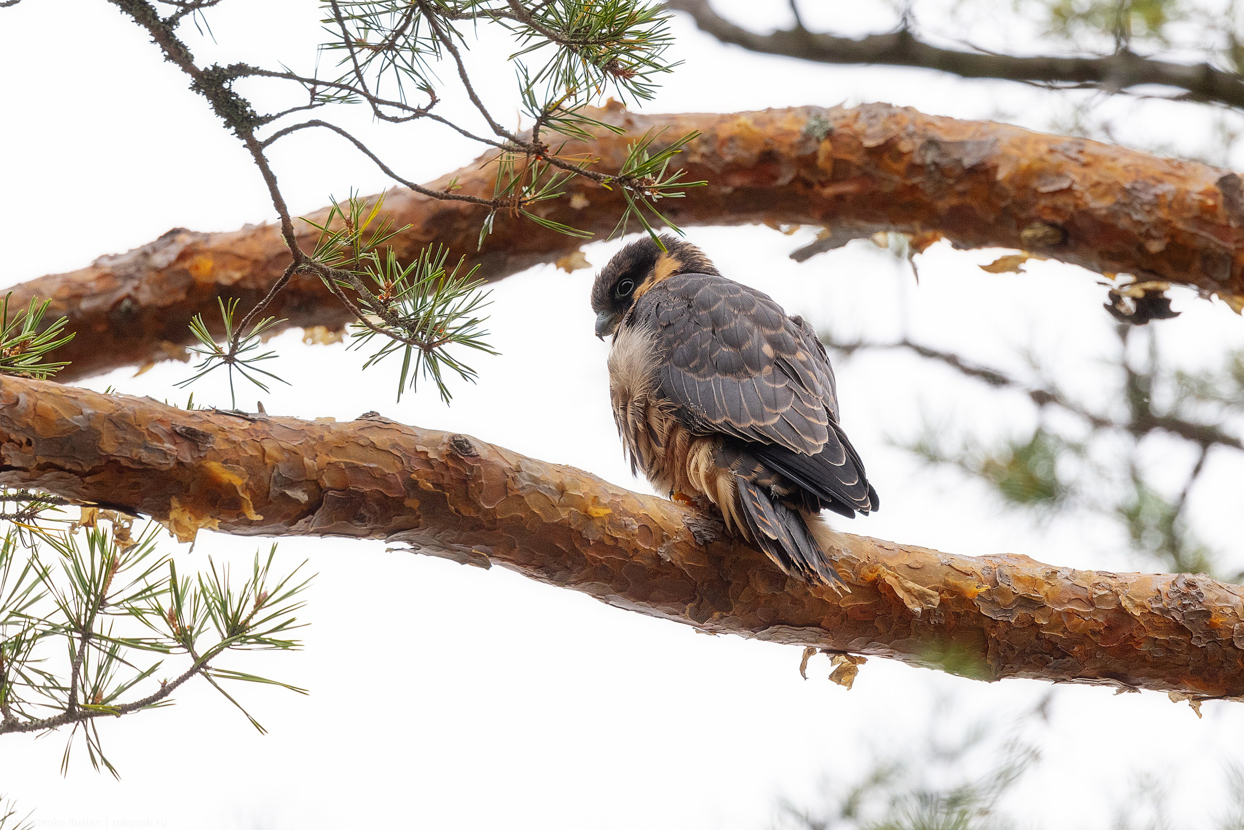 Чеглок. Архитектурный и пейзажный фотограф Кондратенко Руслан, Санкт-Петербург