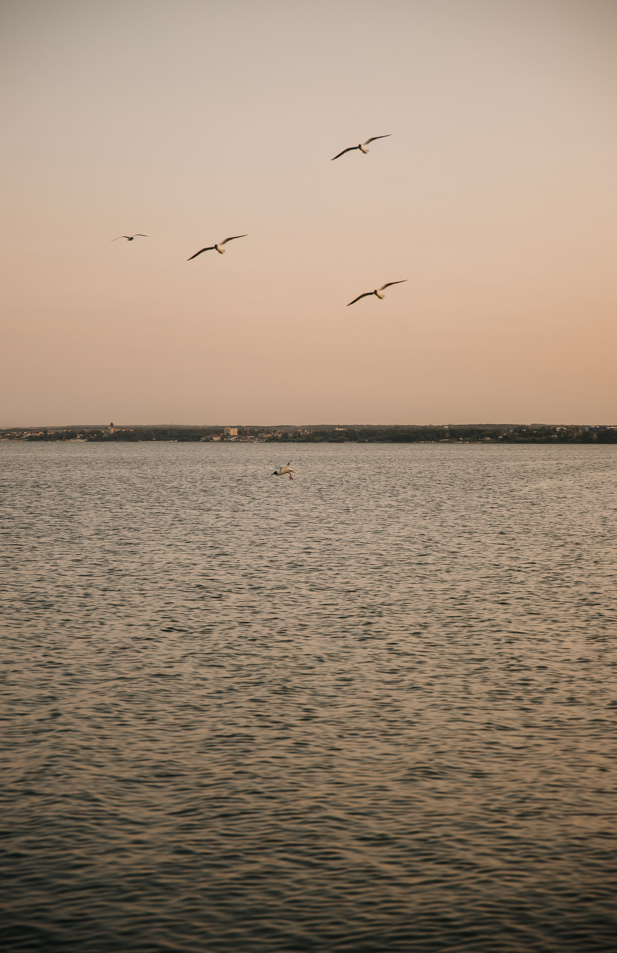Полина, Саша и Хлоя. Семейный и свадебный фотограф в Челябинске Юлия Софьина