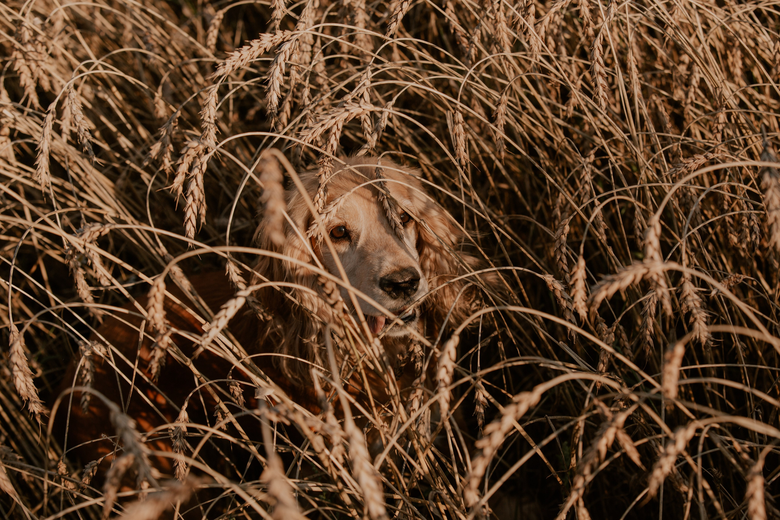 Валерий и Яна. Свадебный фотограф