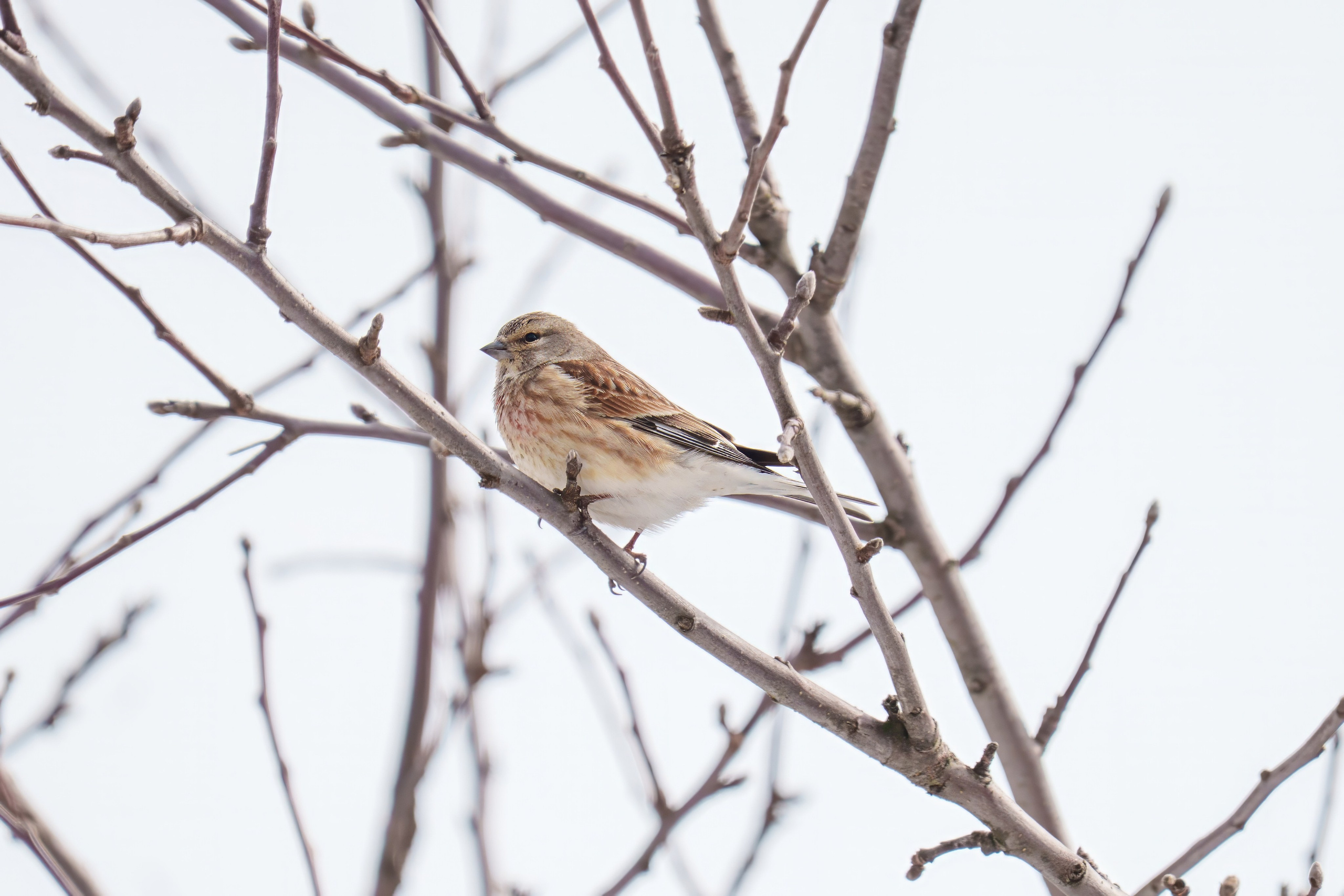 Animals — Животные