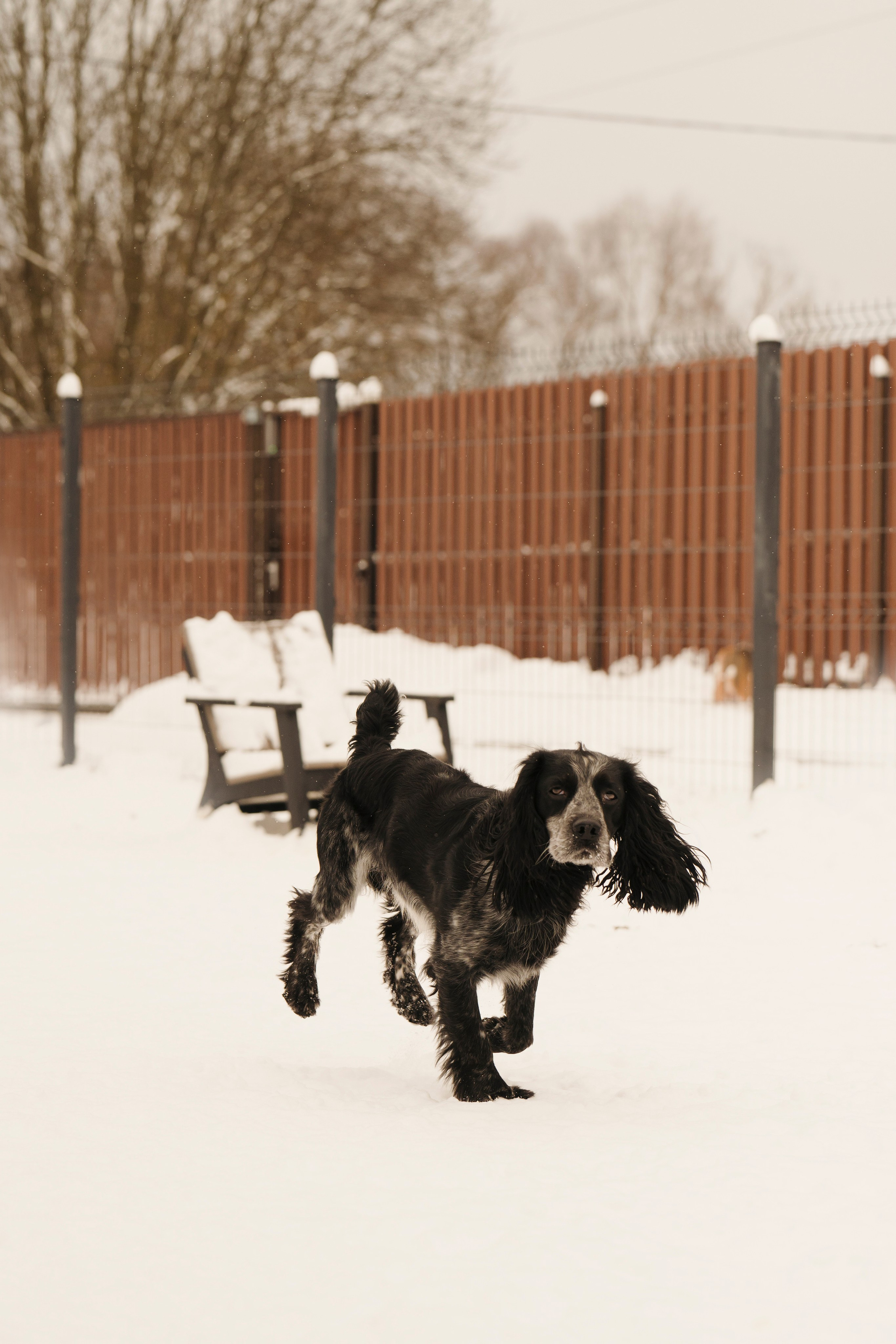 Зоогостиница Мишка. Фотограф- анималист Александра Матвеева