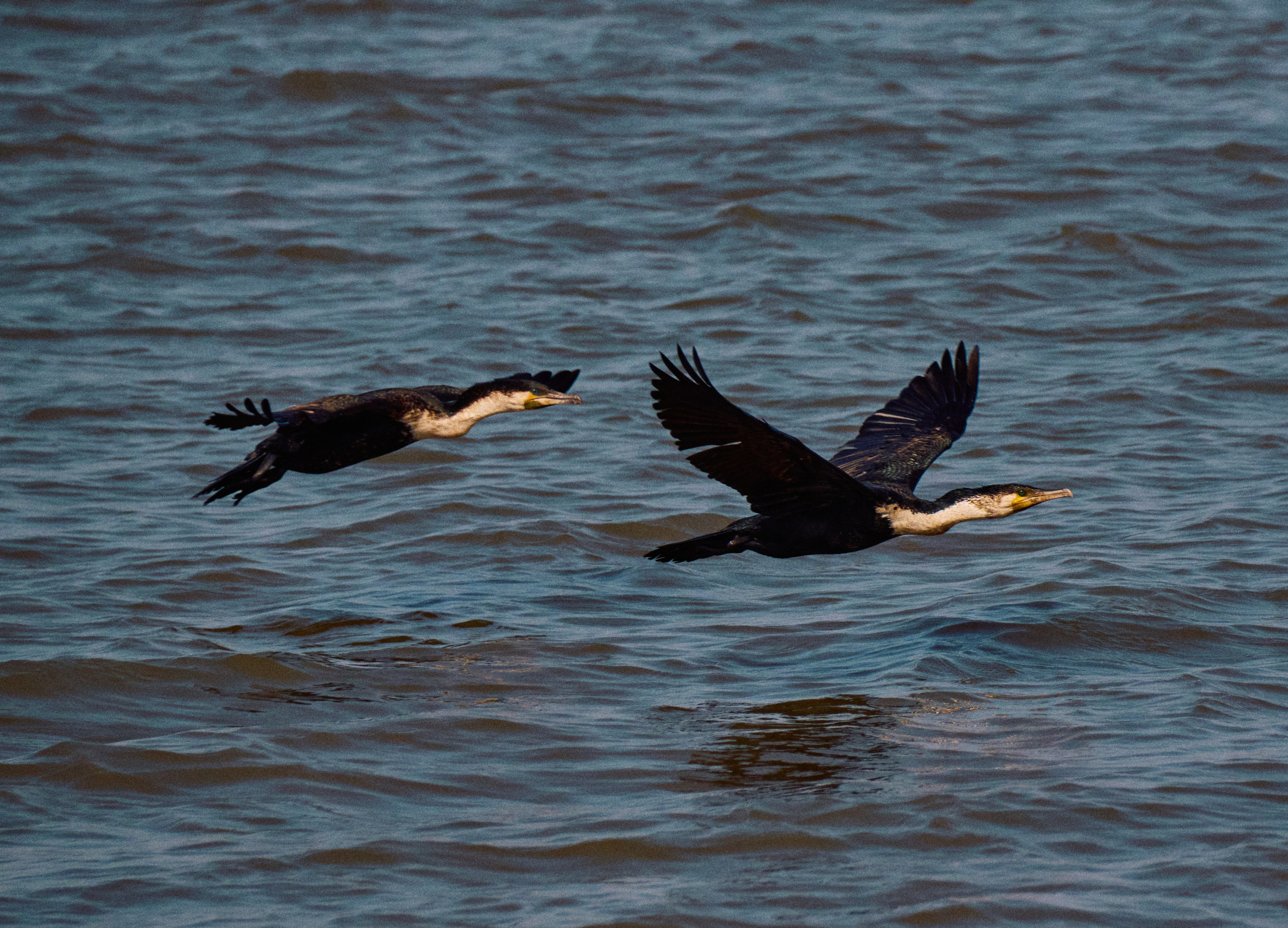 Gambia River. See the moment and catche. commercial and reportage