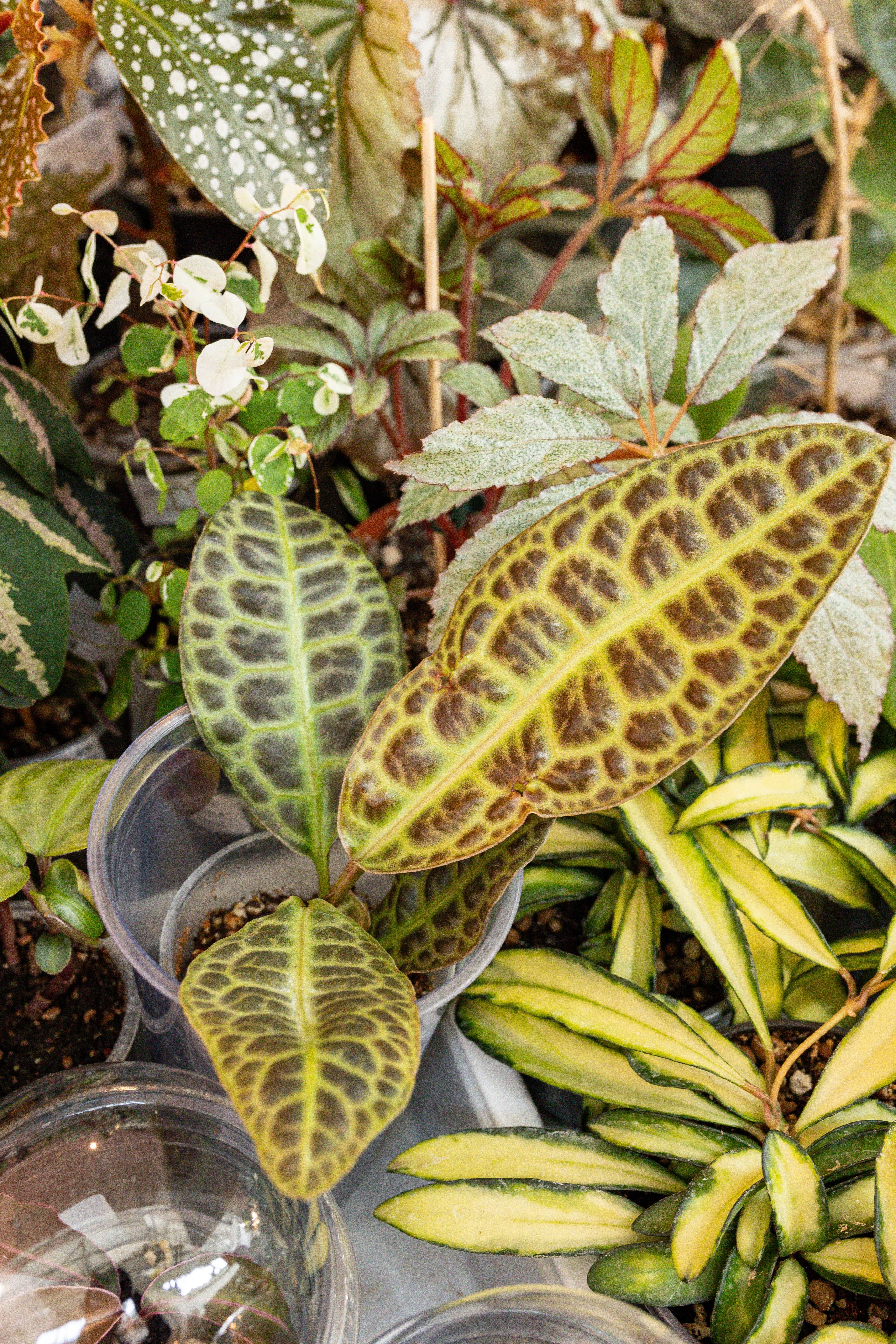 Growbox 1–2 марта. Александра Куликова фотограф, Москва