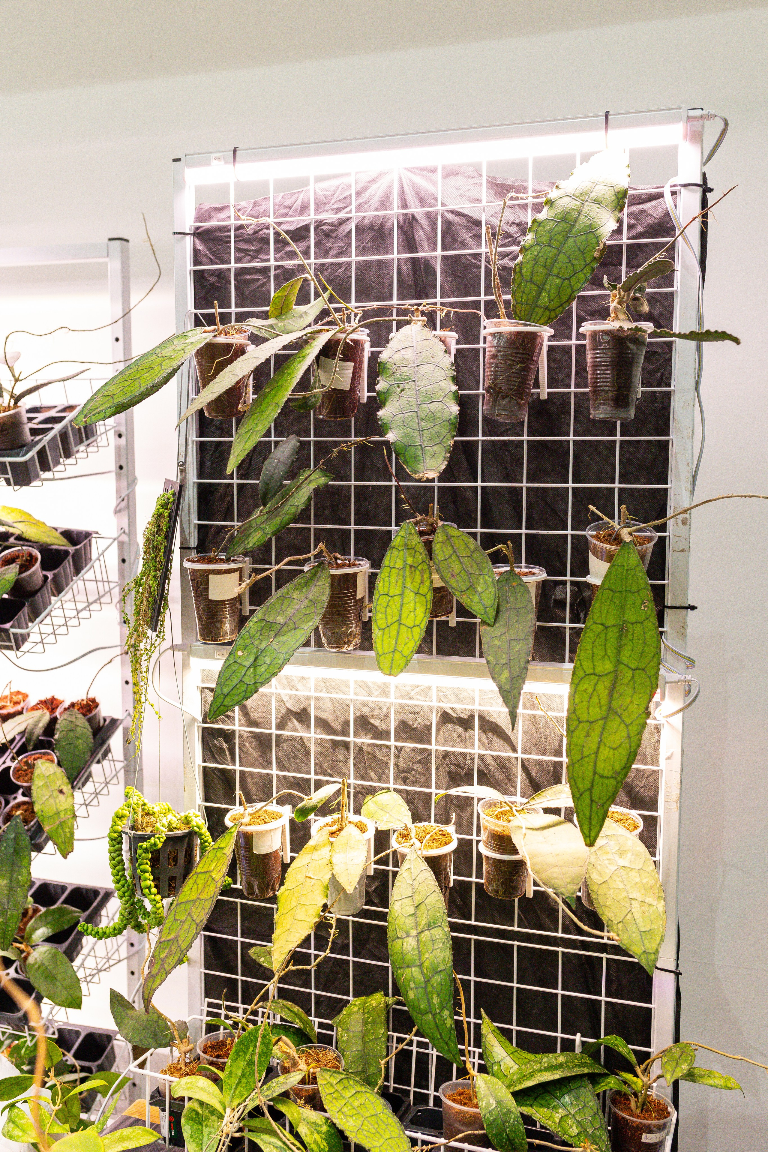 Монстериум 11–12 октября. Александра Куликова фотограф, Москва