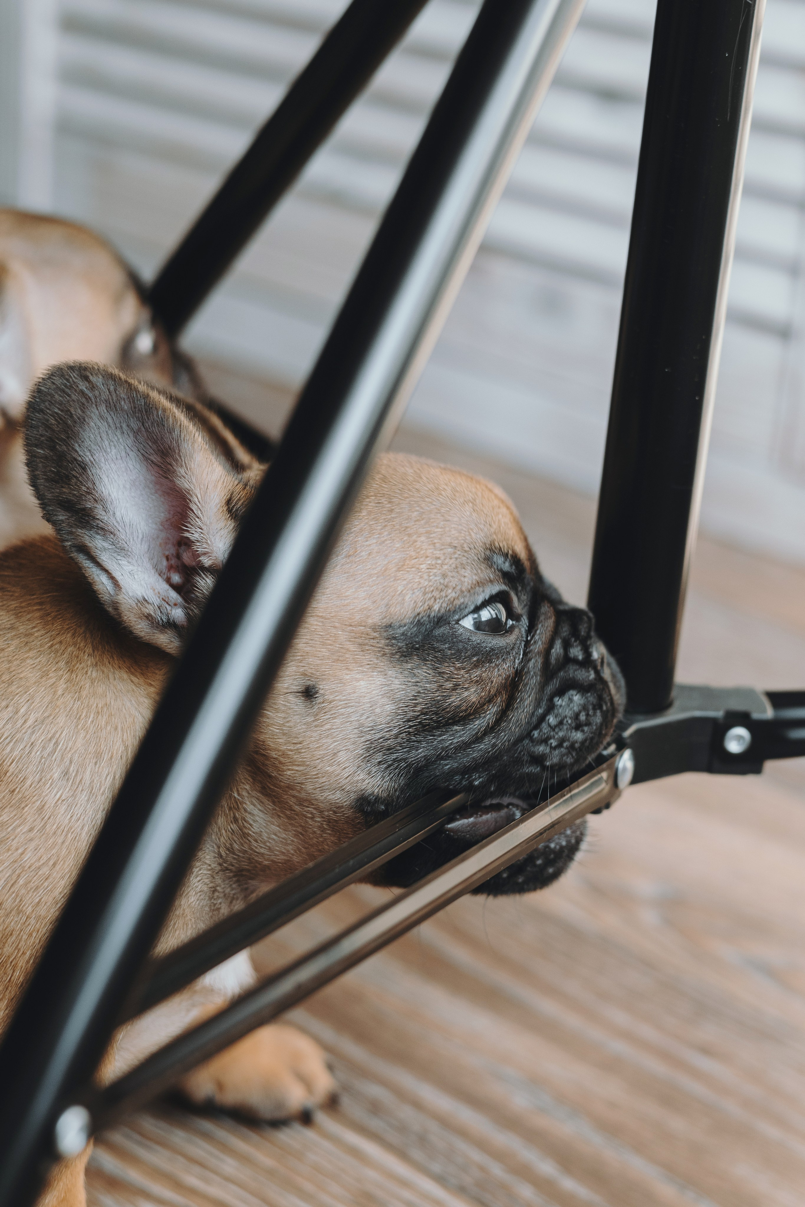 Щеночки. Фотограф — анималист Владивосток, Алина