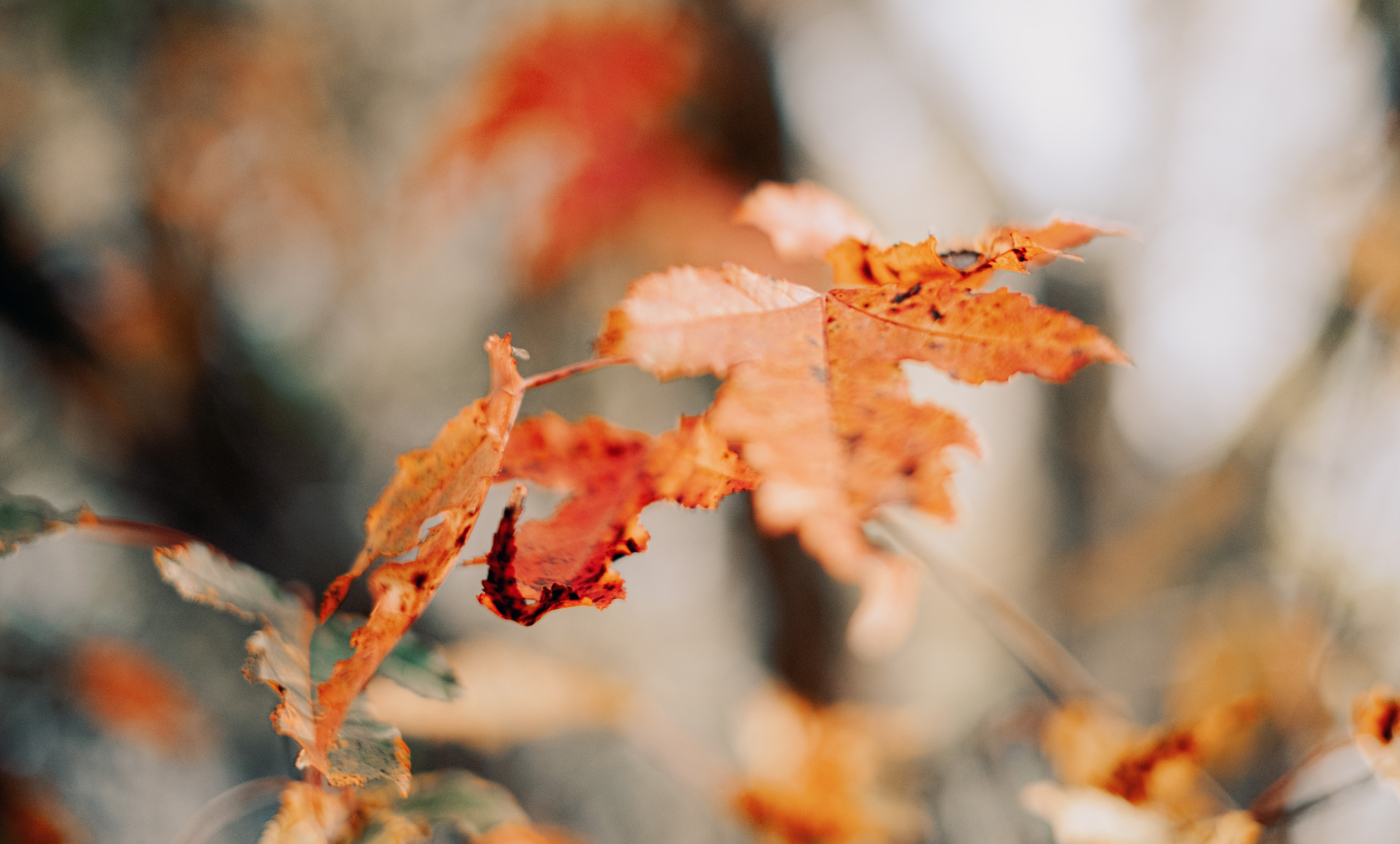 Женя. Созвездие. Фотограф Хабаровск| Яна Золотова LifeStyle портрет, в ожидании, пары,