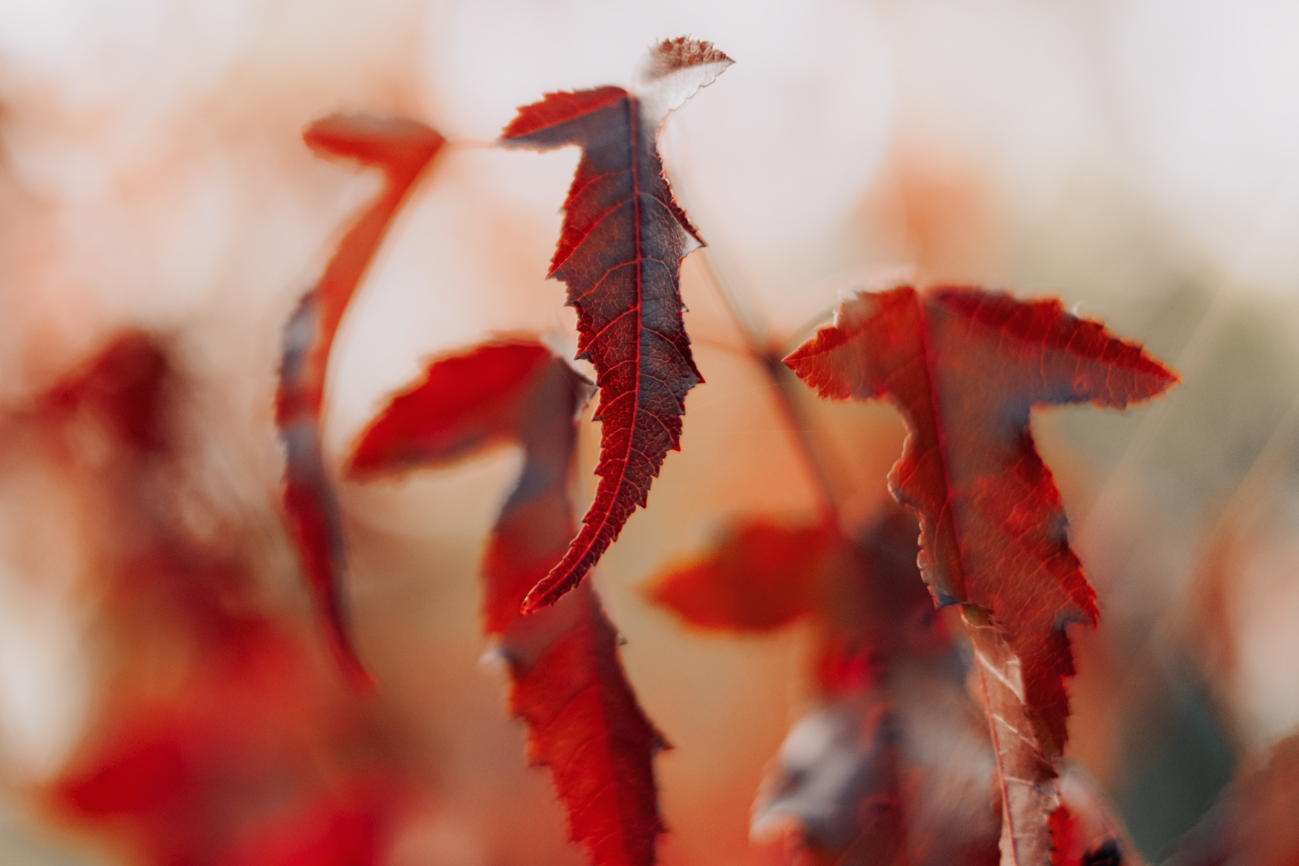 Женя. Созвездие. Фотограф Хабаровск| Яна Золотова LifeStyle портрет, в ожидании, пары,