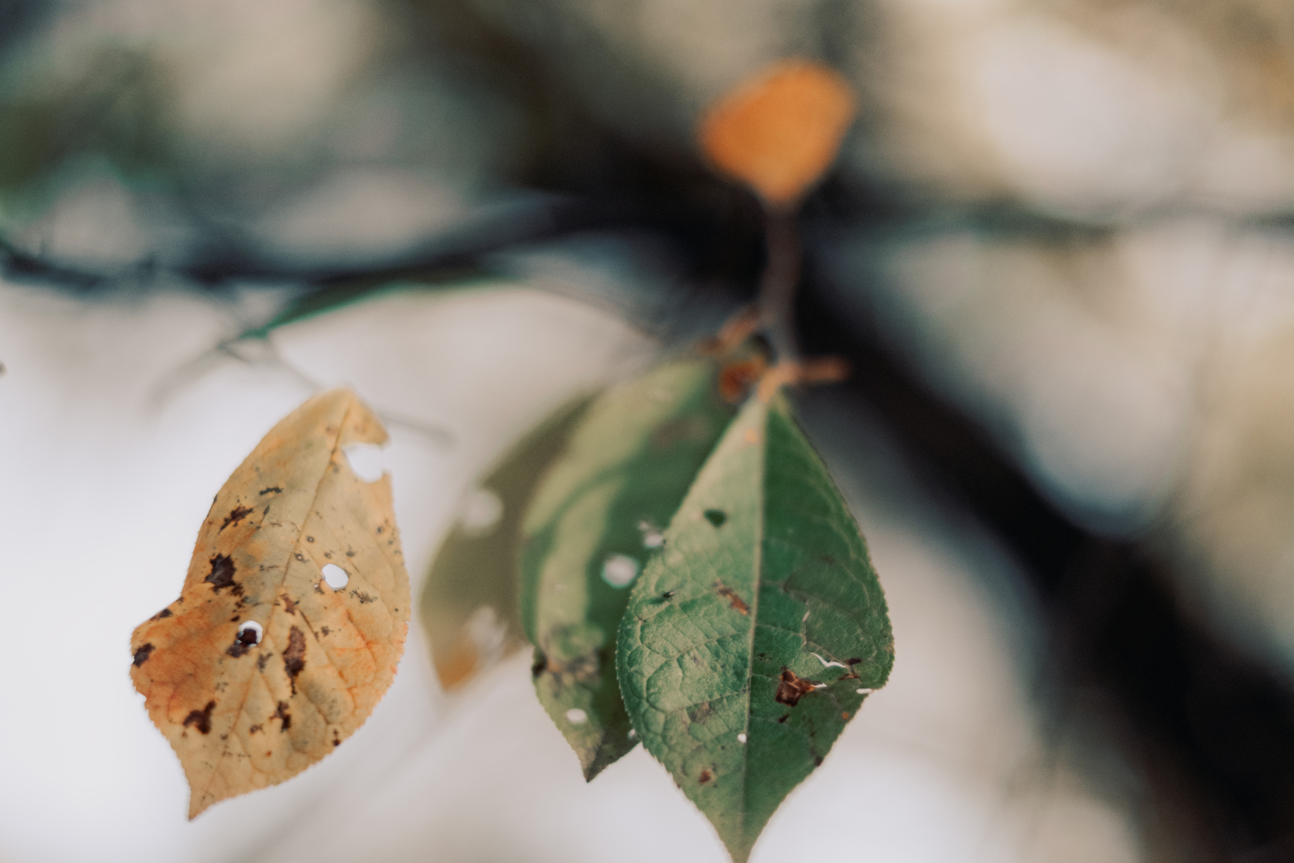 Женя. Созвездие. Фотограф Хабаровск| Яна Золотова LifeStyle портрет, в ожидании, пары,