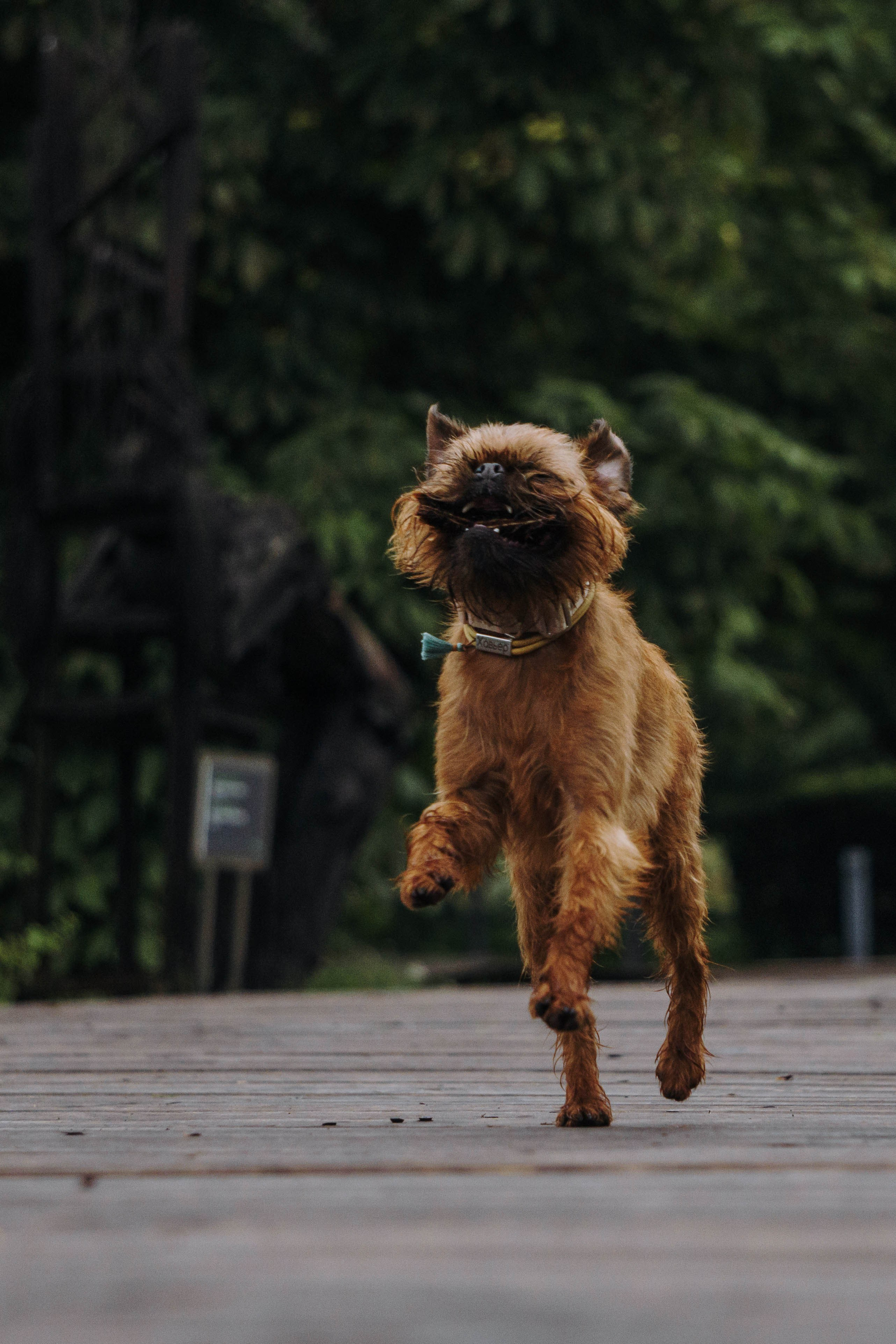 Наташа, Сережа и Хавьер. Фотограф-анималист Ксения Воробьева, Москва