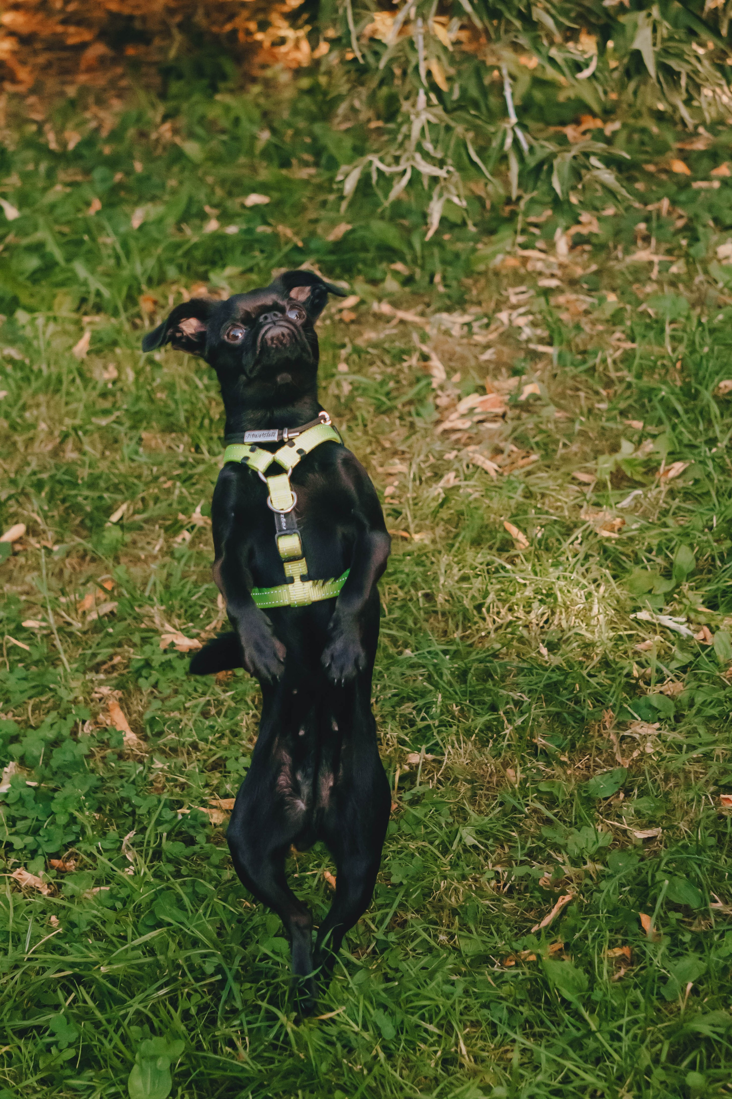 Мини-туса гриффоны и брабансоны. Фотограф-анималист Ксения Воробьева, Москва