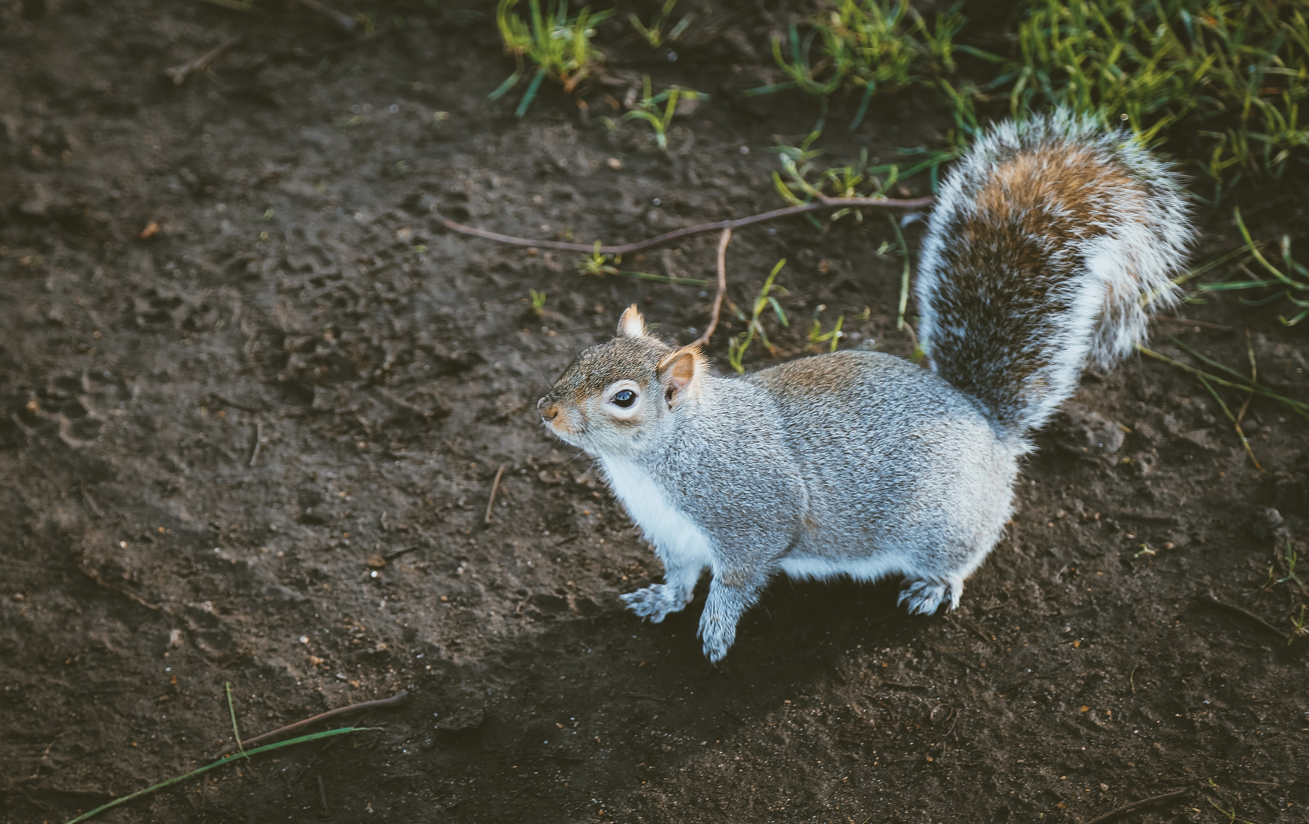 Англия: Лондон цветущий. Дарья Письменюк / Darya Leitstern — фотограф, музыкант, журналист, путешественник