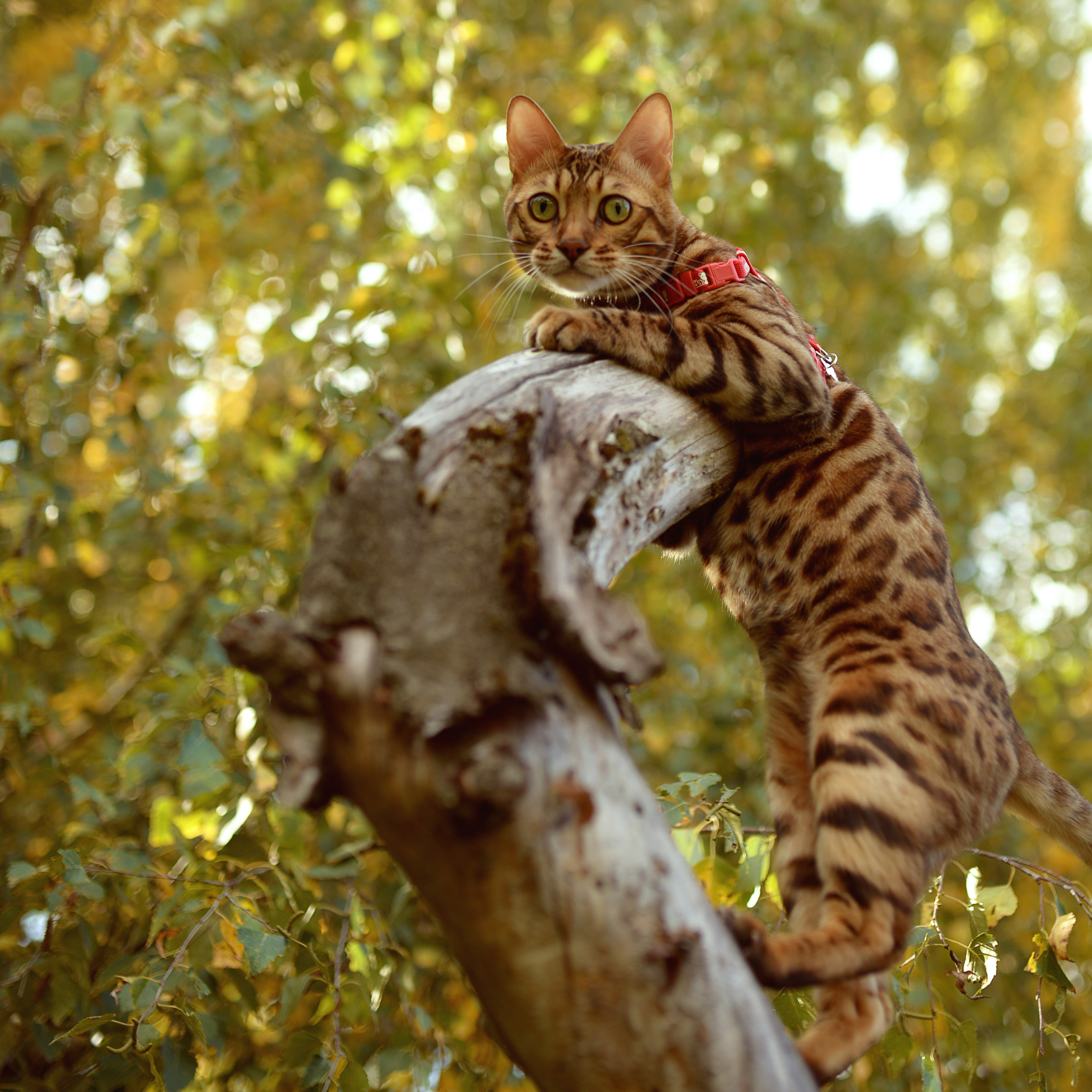 На даче. Фотограф Альбина Вакунова