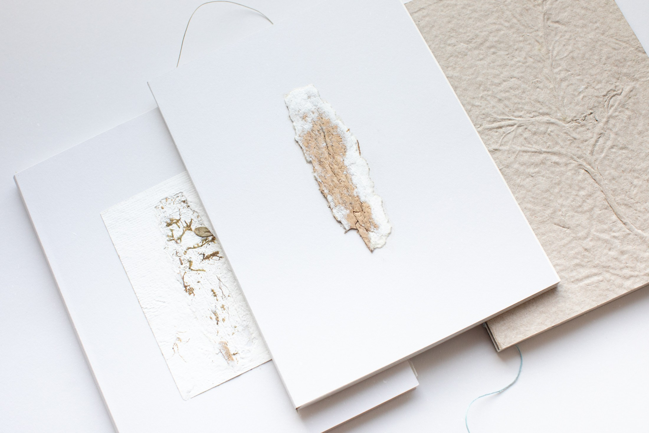 Зин «Про деревья, насекомых и людей»