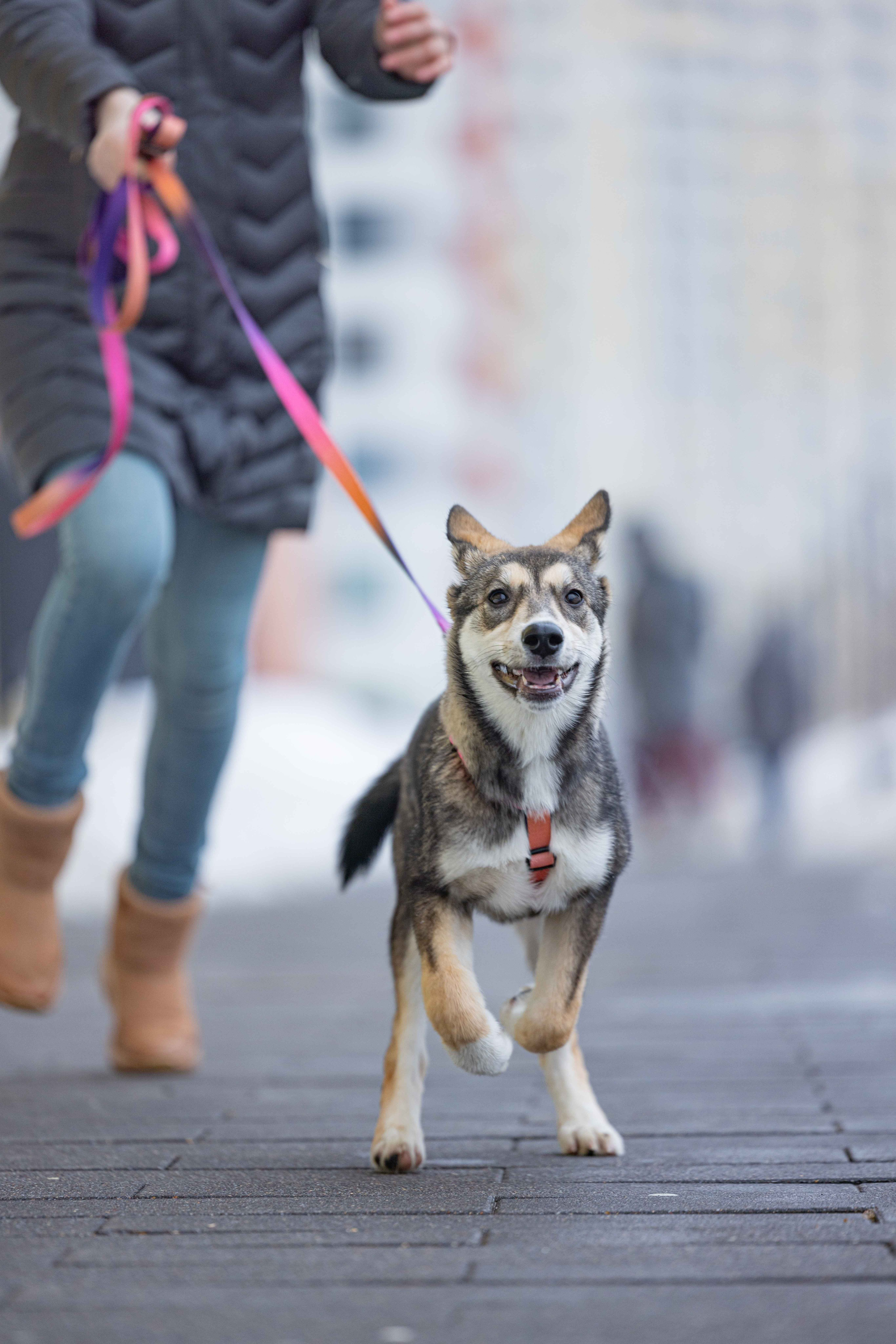 Шами. Фотограф-анималист в Москве Лера Черноног