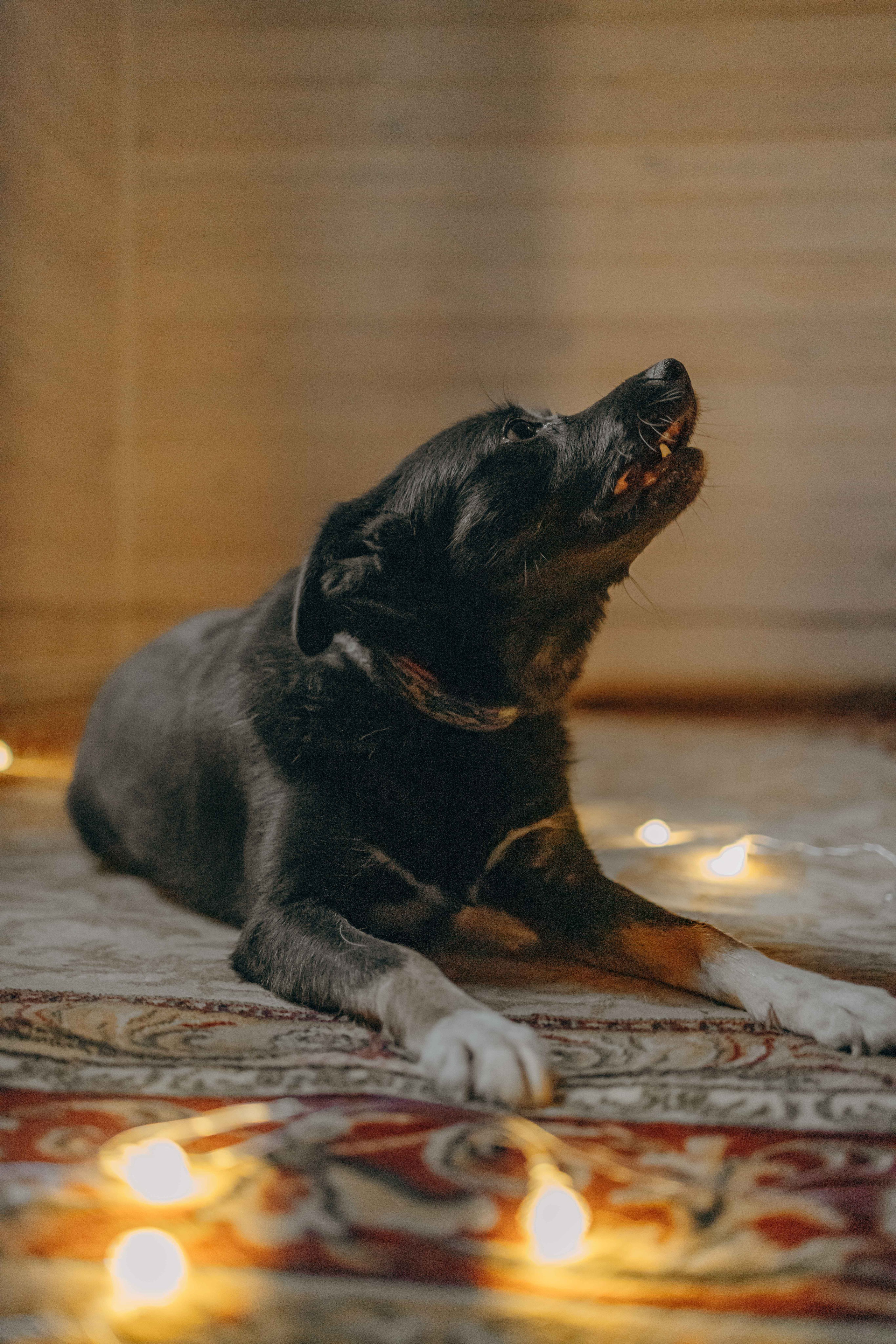 Передержка. Фотограф-анималист в Москве Лера Черноног