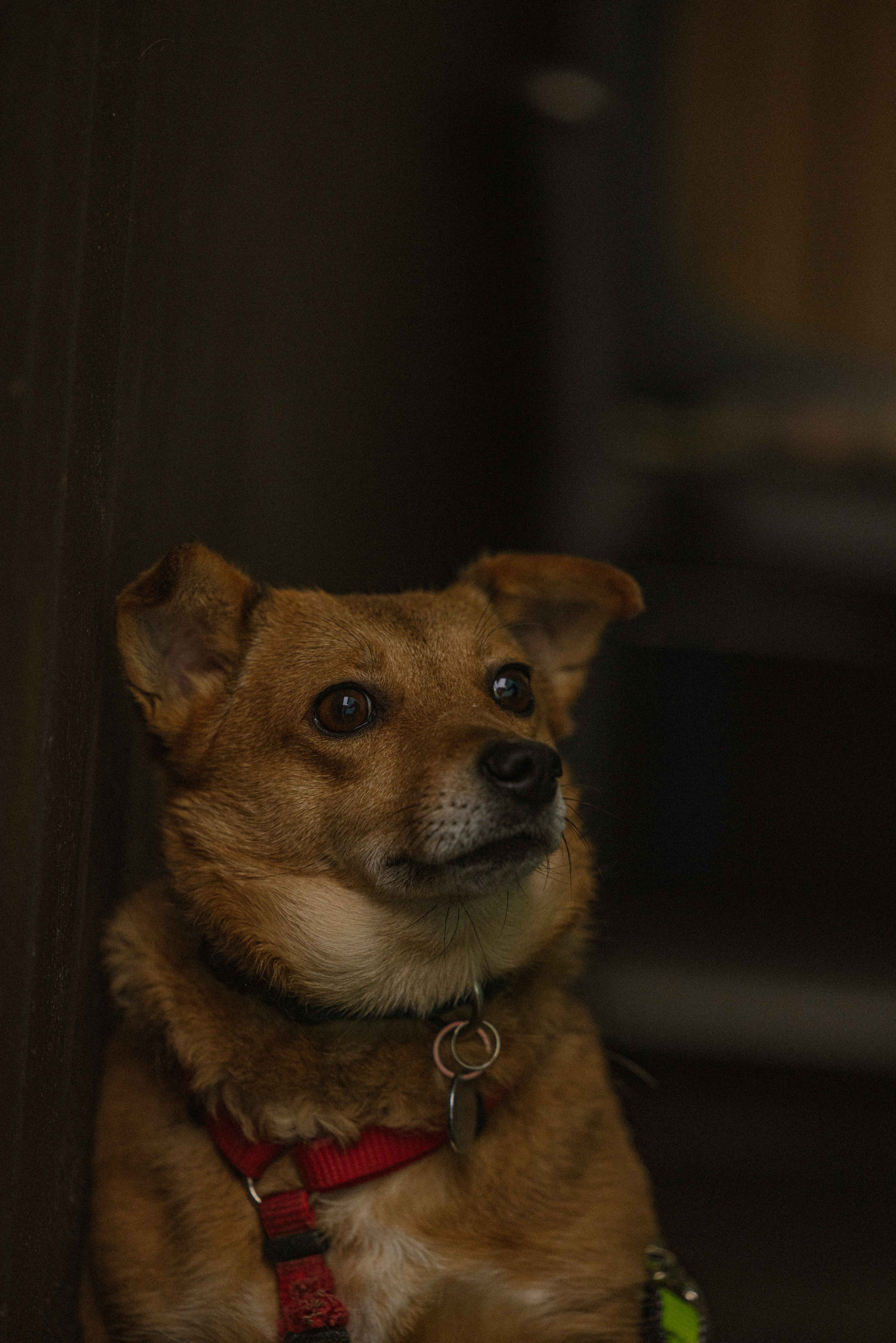 Передержка. Фотограф-анималист в Москве Лера Черноног