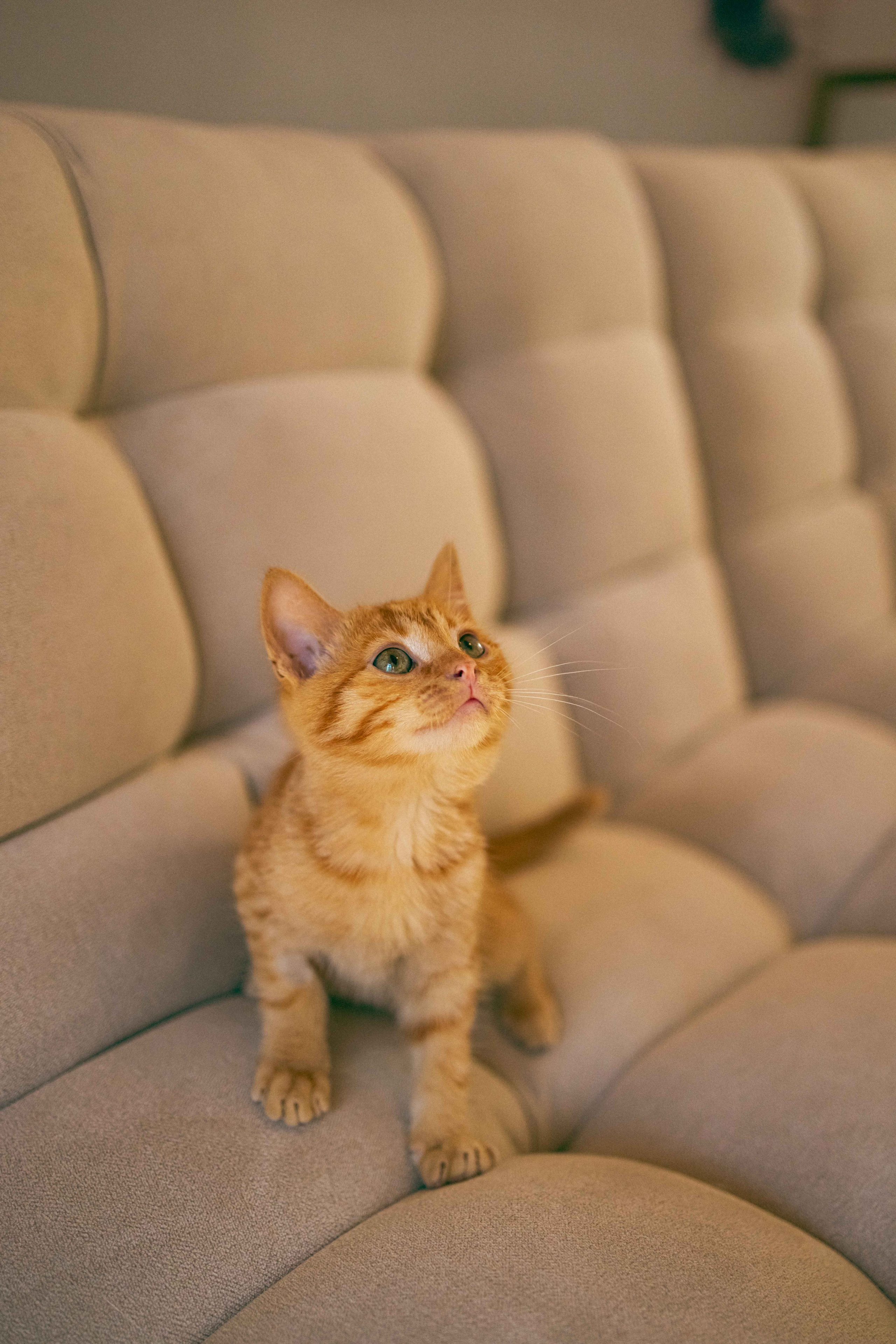 Кускус. Фотограф-анималист в Москве Лера Черноног