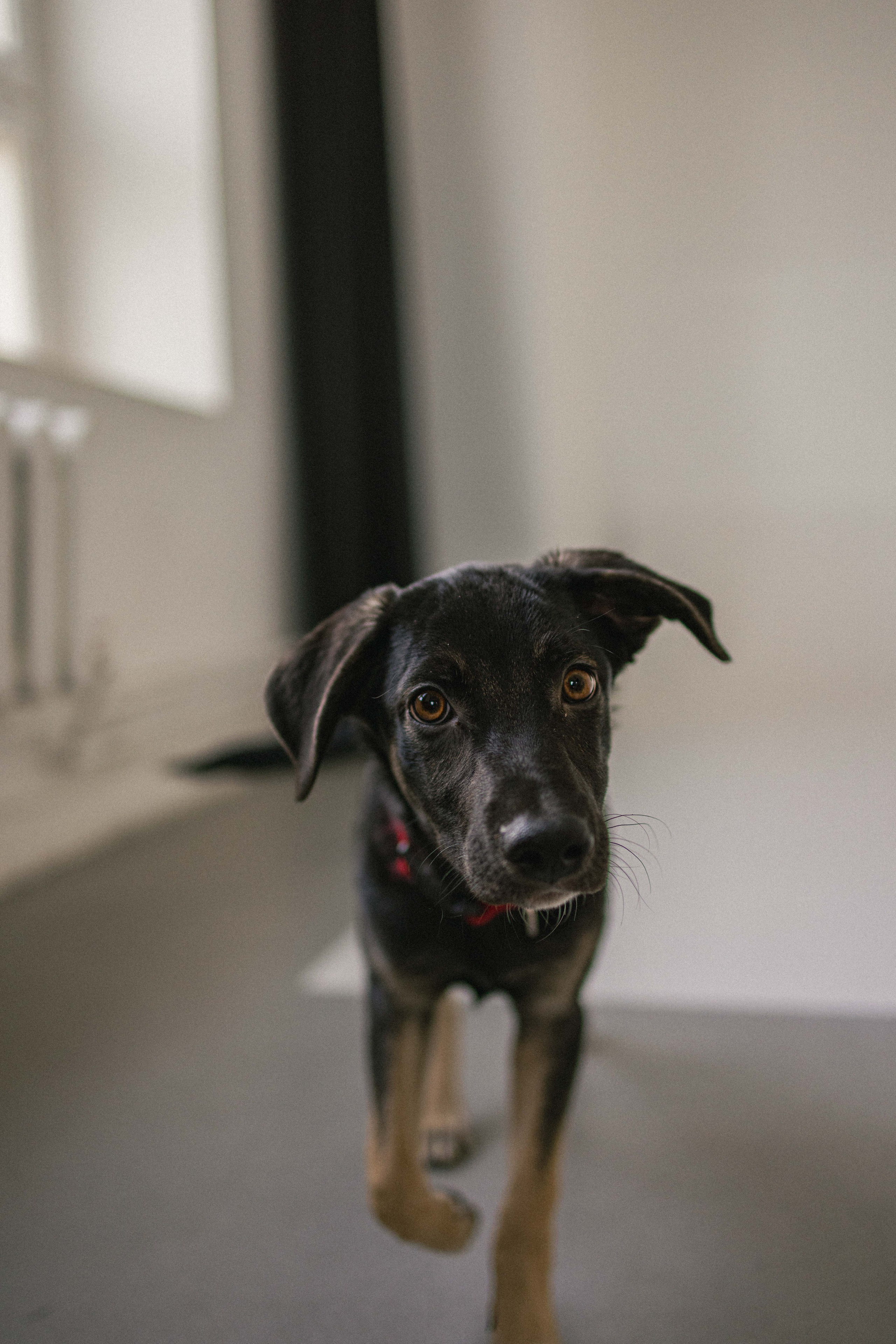 Крис и Тэдди. Фотограф-анималист в Москве Лера Черноног