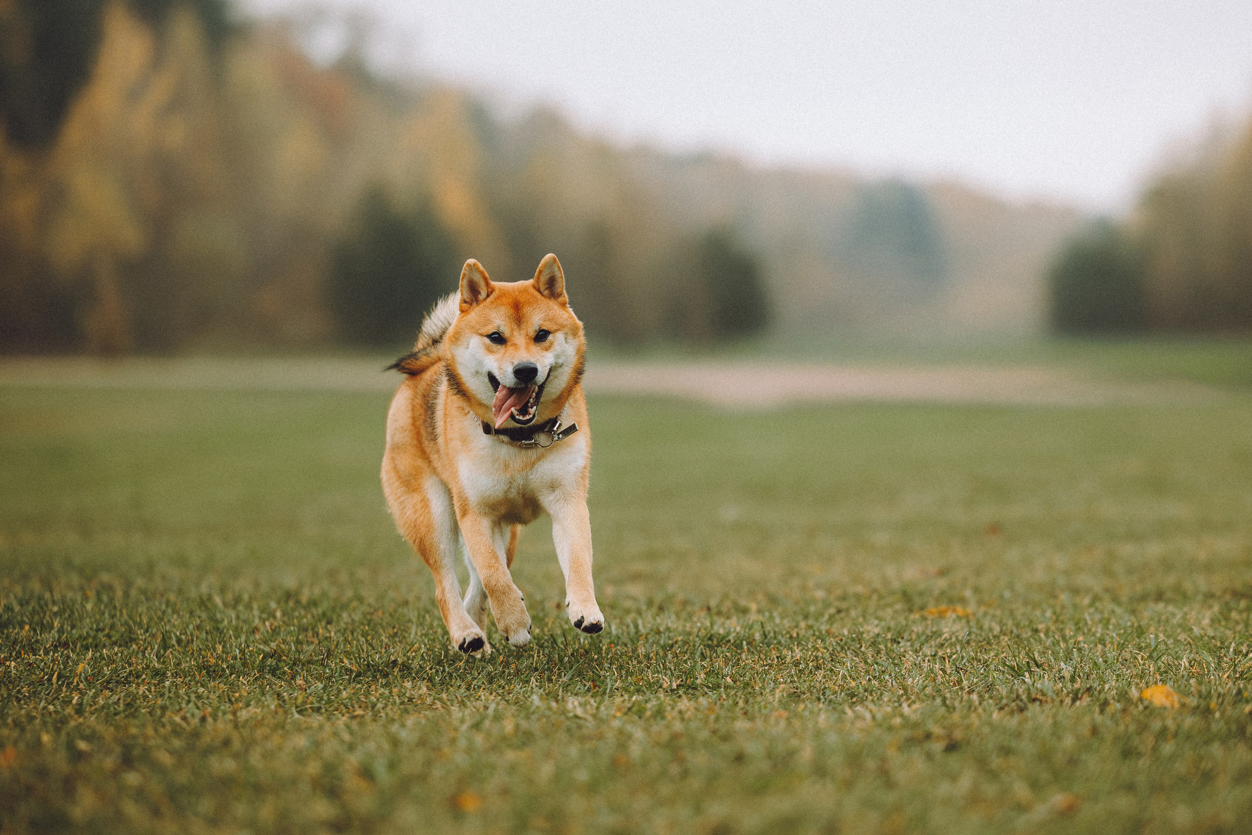 Настя, Юра и Скай