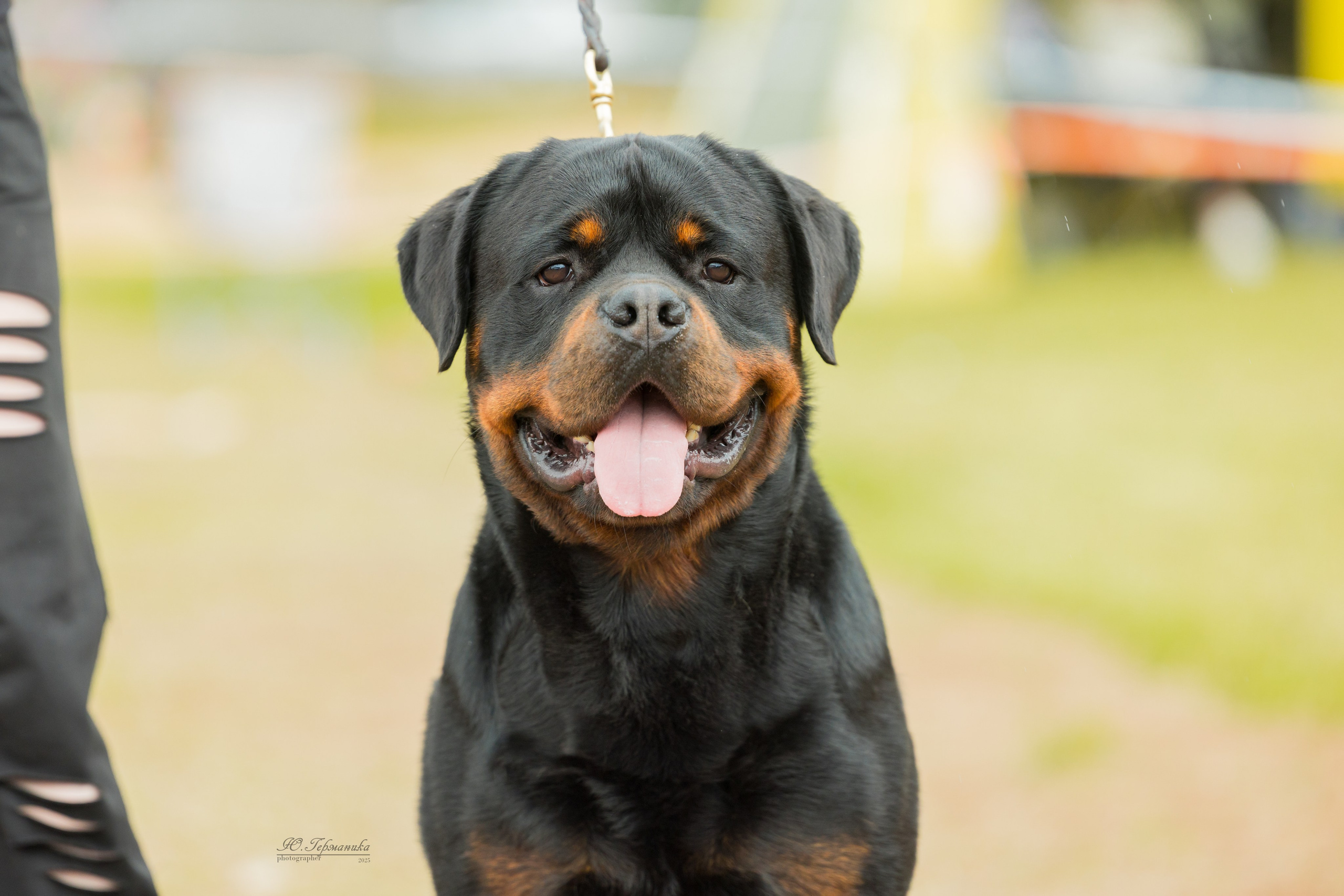 Тверь ротвейлеры 5-6.07.2025. Фотограф-анималист Юлия Германика