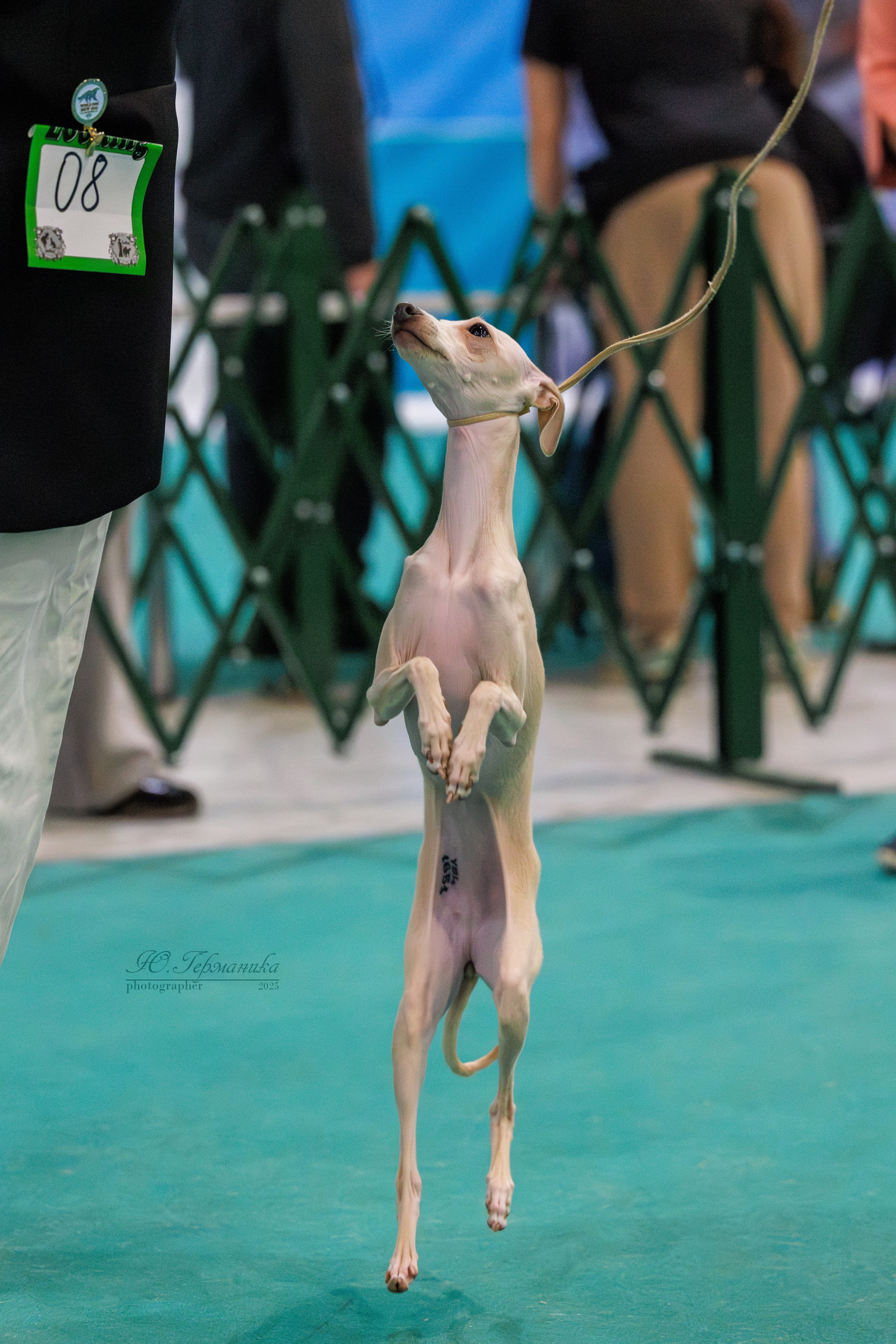 Питер ротвейлеры 18.01,Крокус 19.01.2025. Фотограф-анималист Юлия Германика