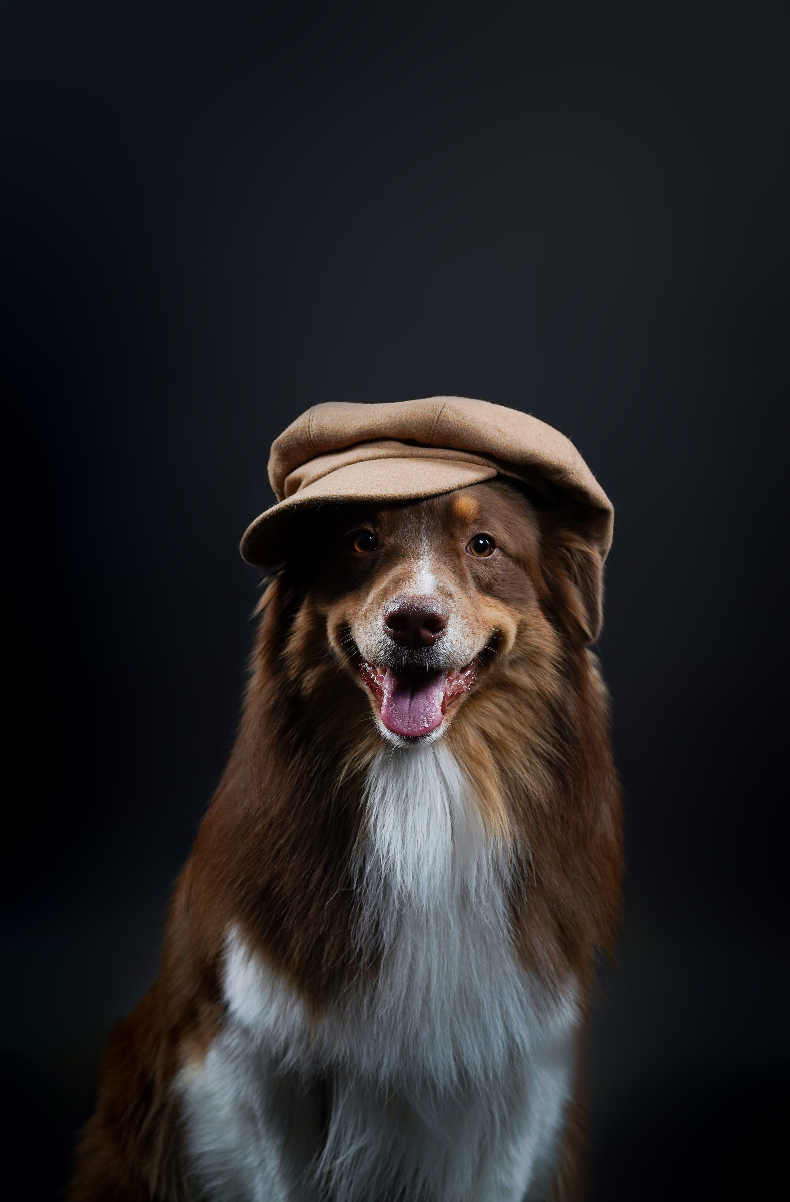 Аусси Рокки. Фотограф-анималист в Санкт-Петербурге Яна Мартынова