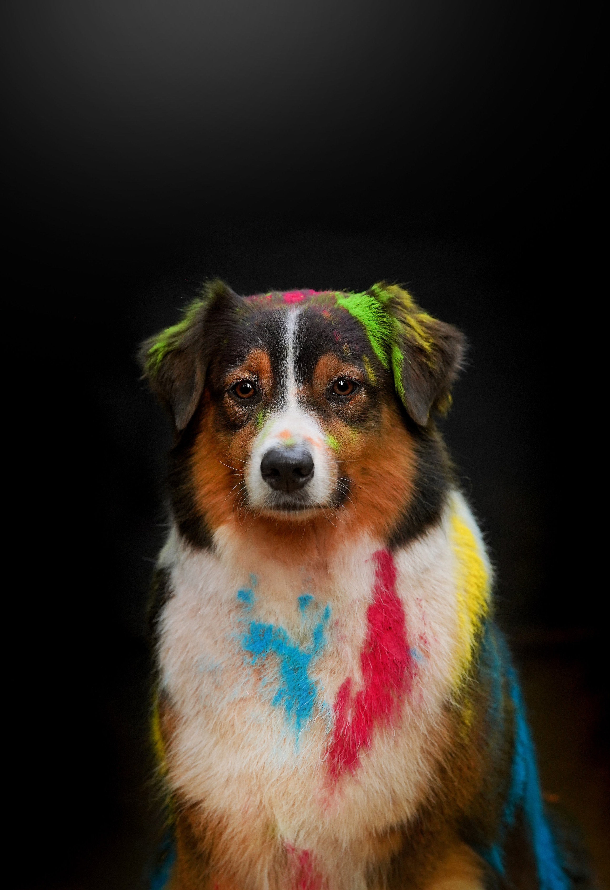 Съемка с красками холли. Фотограф-анималист в Санкт-Петербурге Яна Мартынова