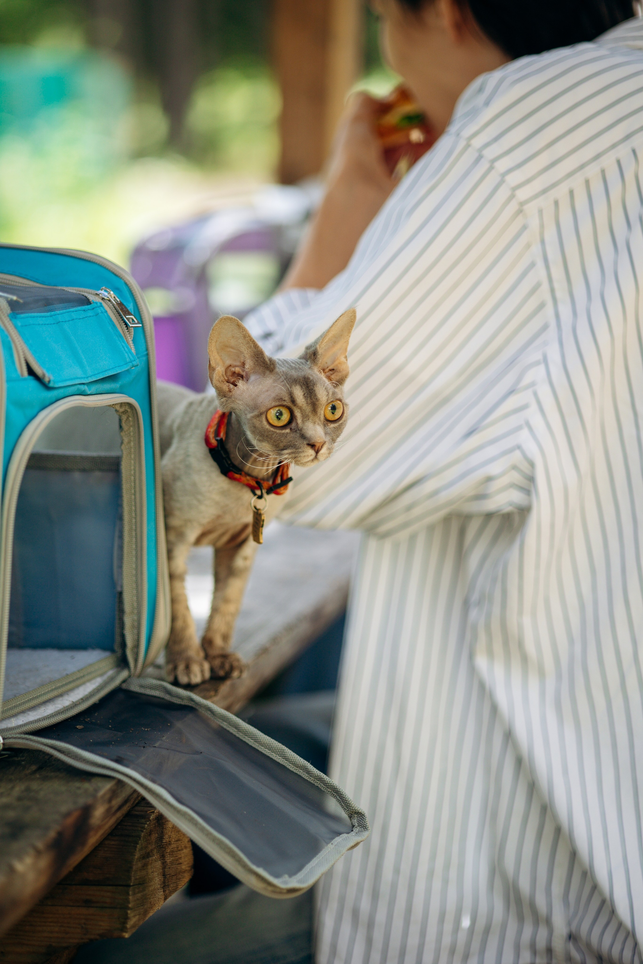 Котофеи и их семья. Фотограф — Анималист | Санкт-Петербург