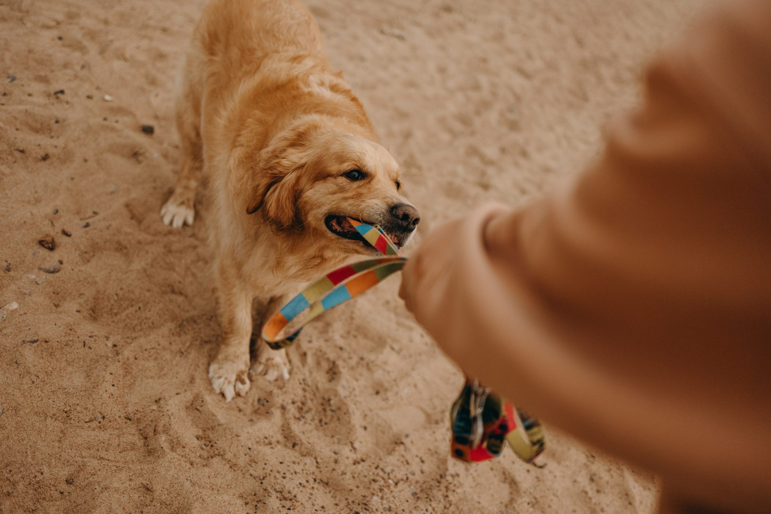 Фоси и его семьи. Фотограф — Анималист | Санкт-Петербург