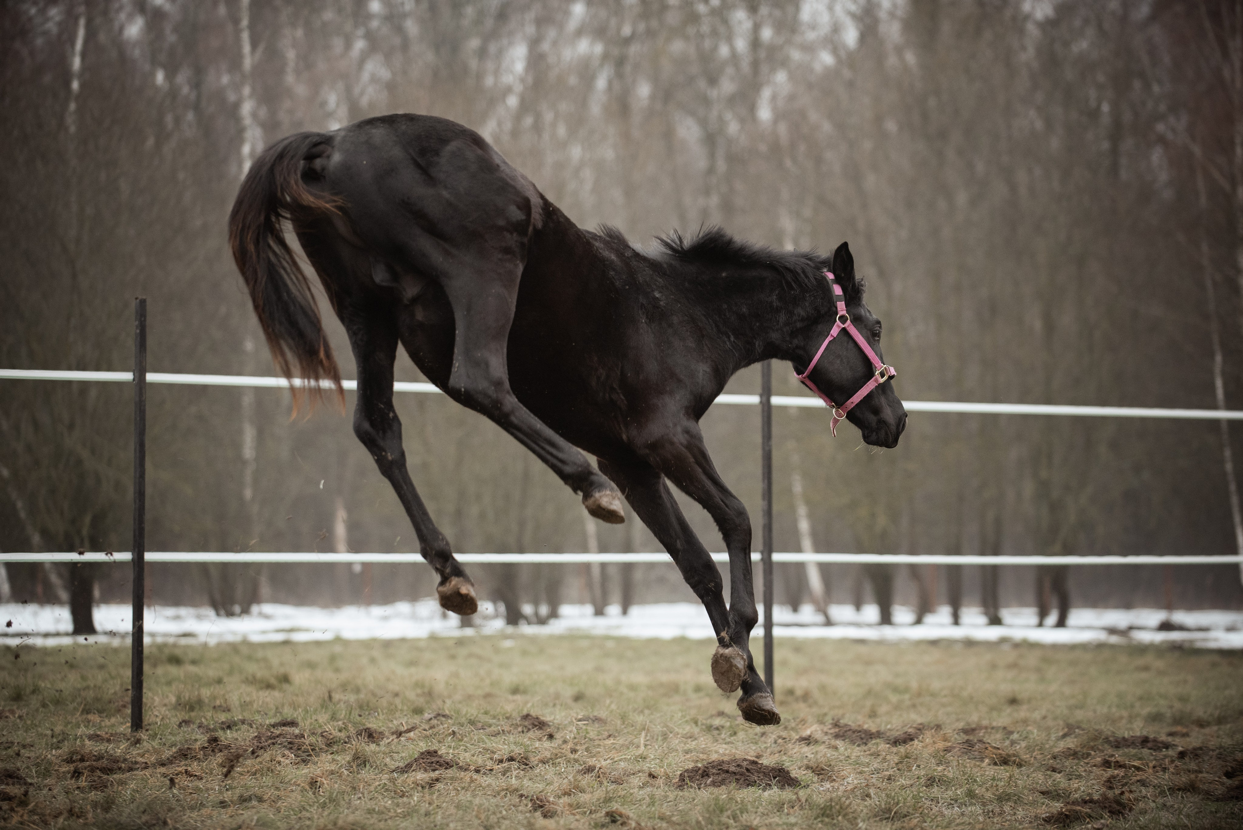 Мелкаши ЮНА. Куракина Дарья • Конный фотограф