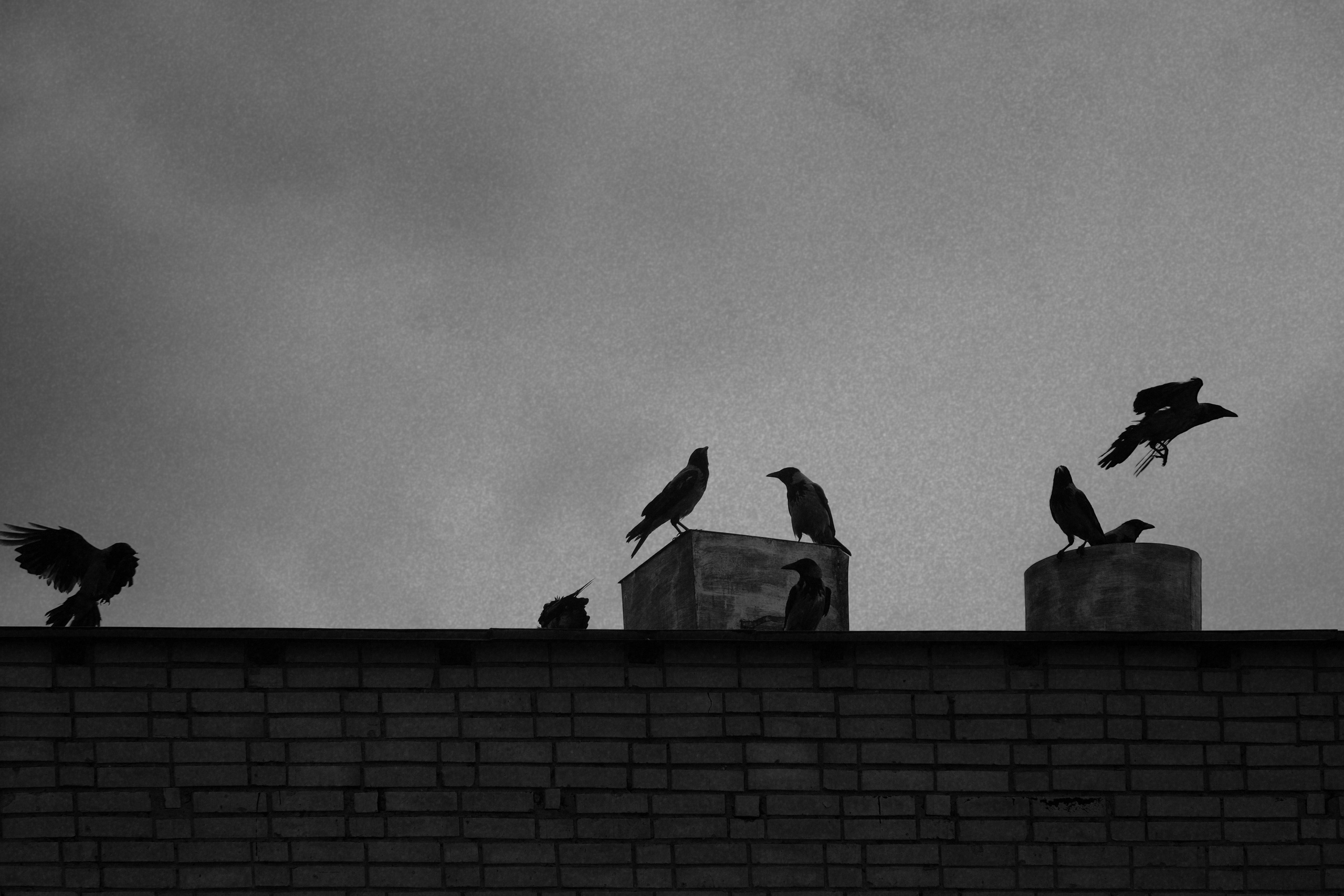 Наблюдая за птицами 🦅. Миша Печёнкин | фотография