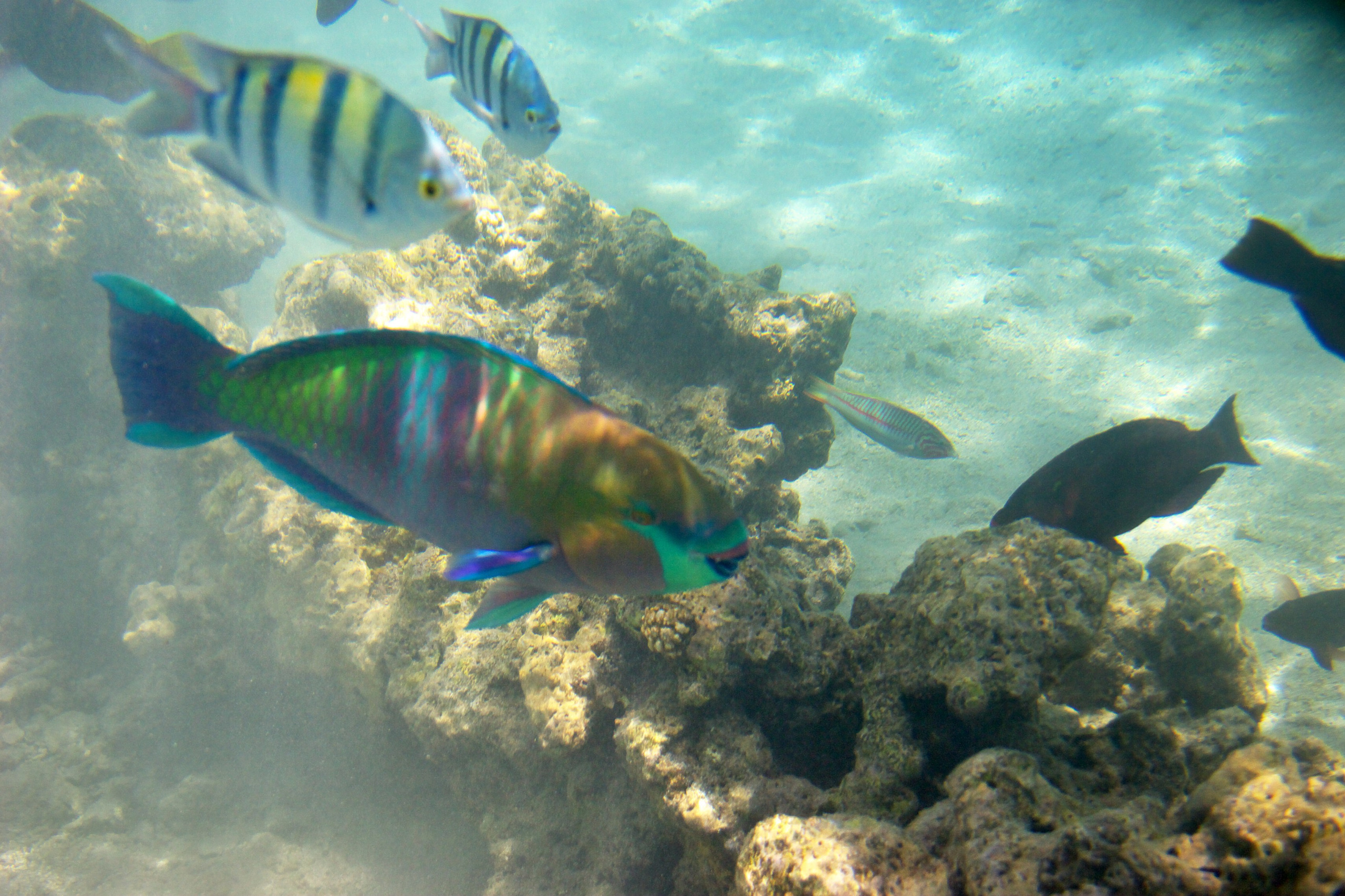 Под водой. Миша Печёнкин | фотография