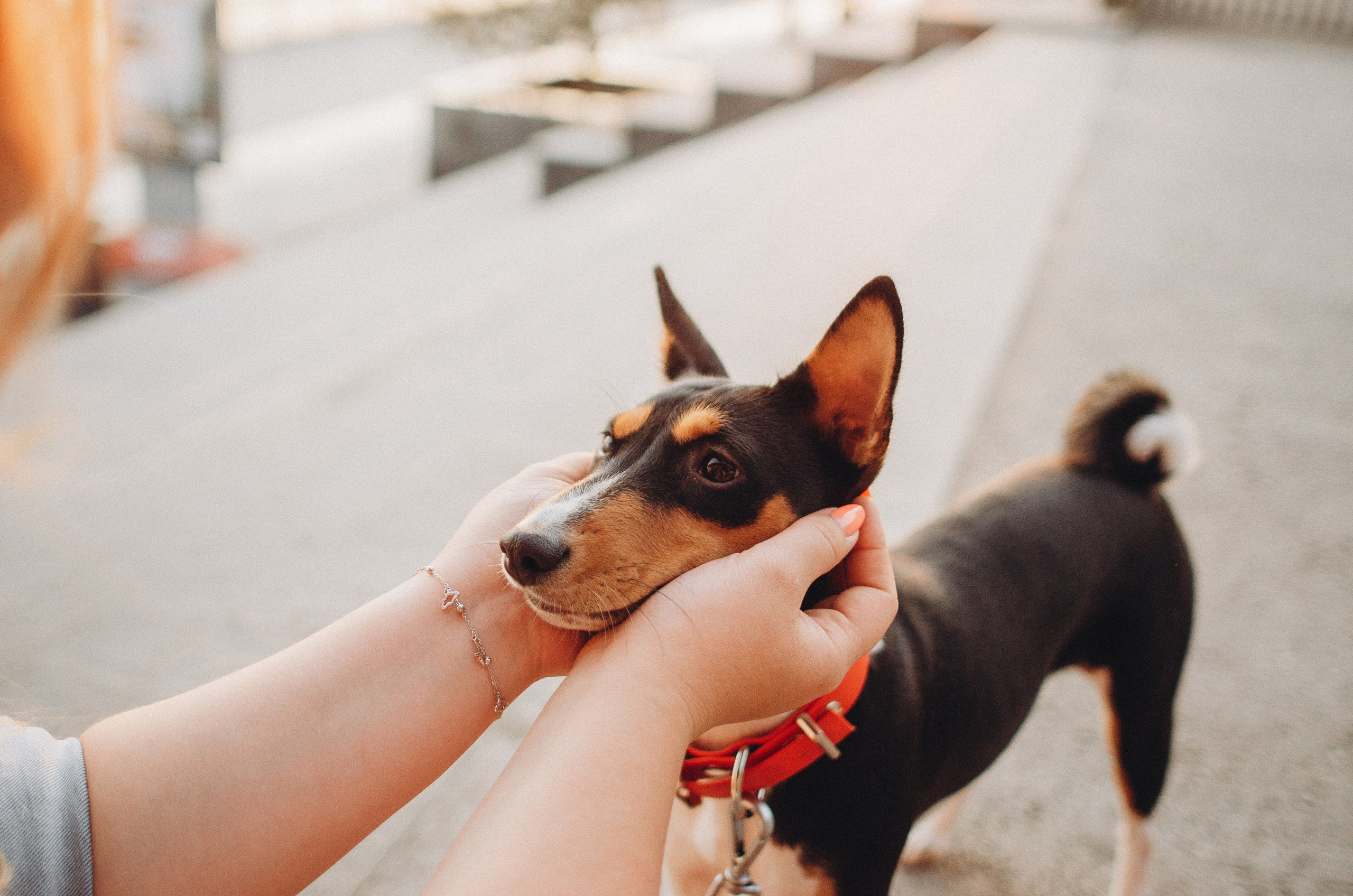 Лена, Никита и Эсма. Фотограф-анималист Богданова Полина