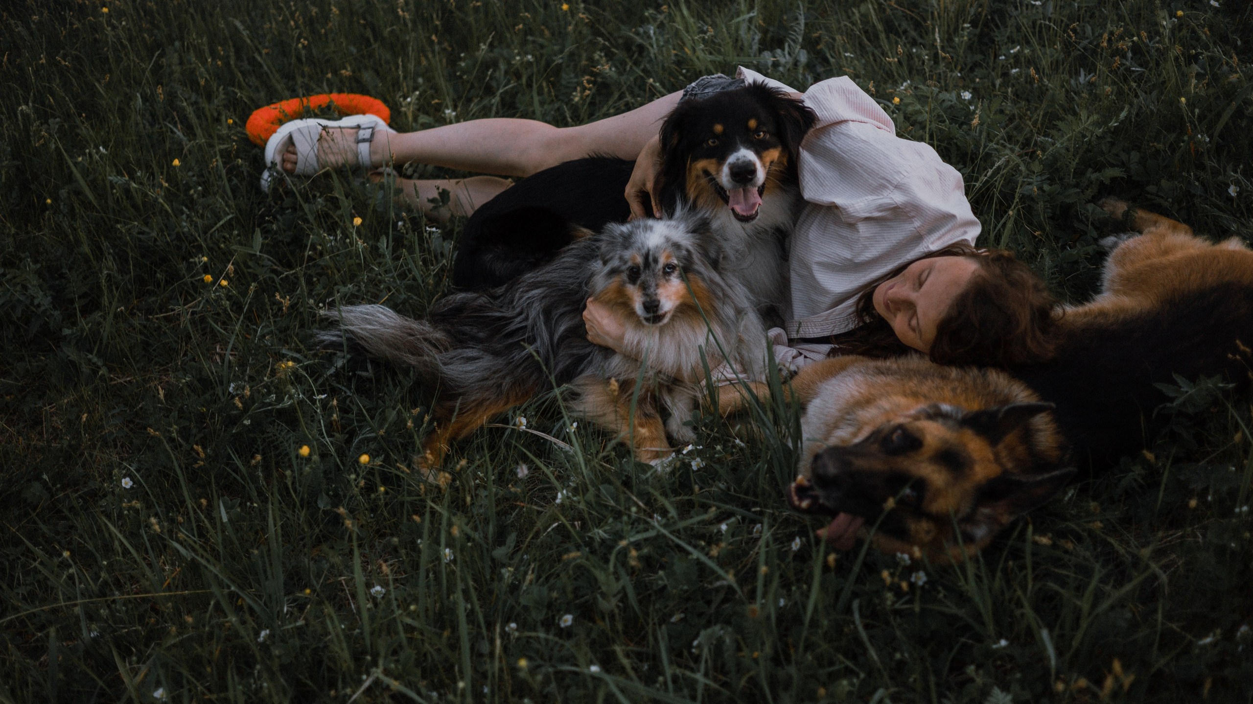 Настя, Шуня, Милка и Тигуан. Фотограф-анималист Богданова Полина