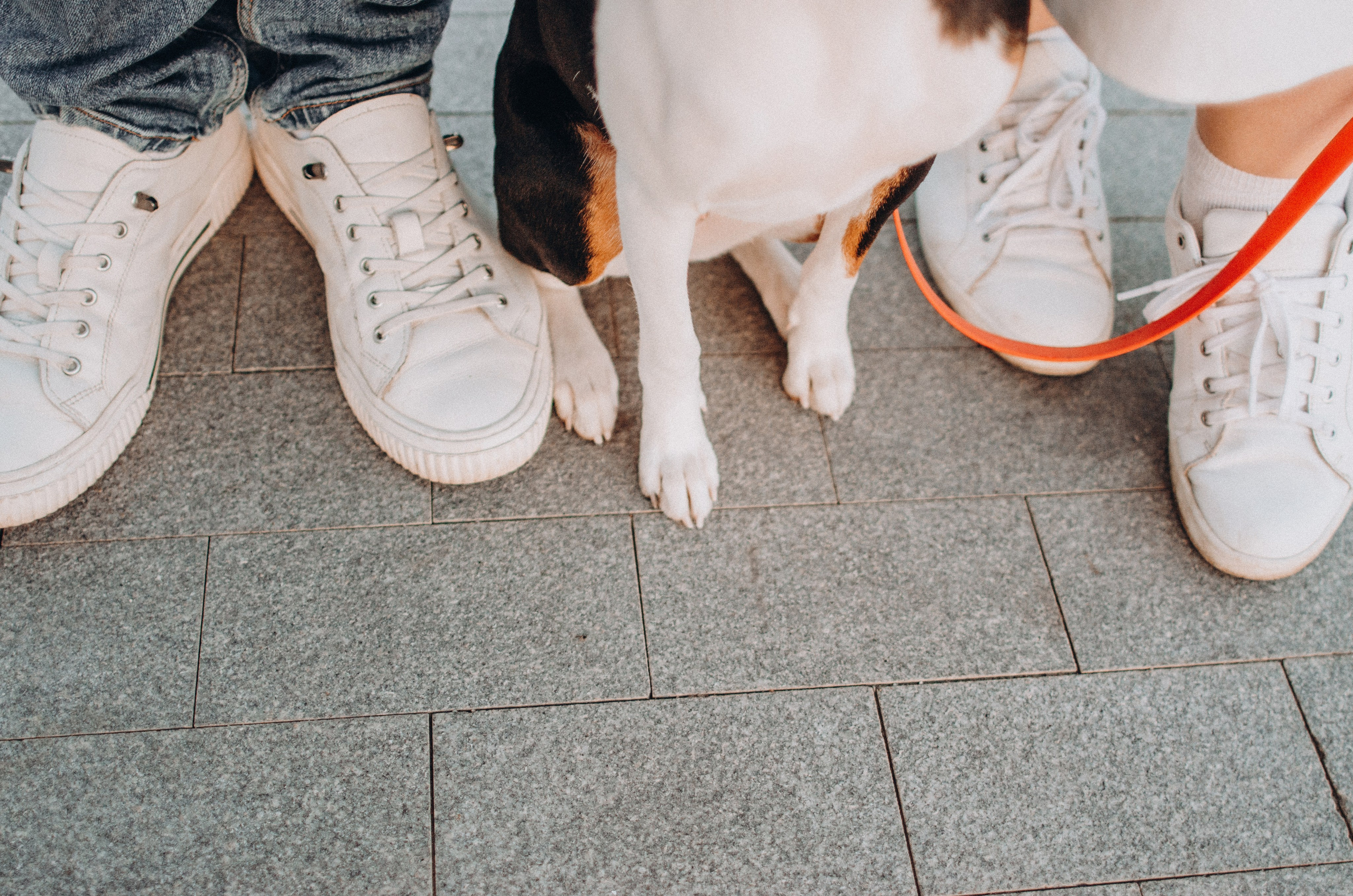 Лена, Никита и Эсма. Фотограф-анималист Богданова Полина