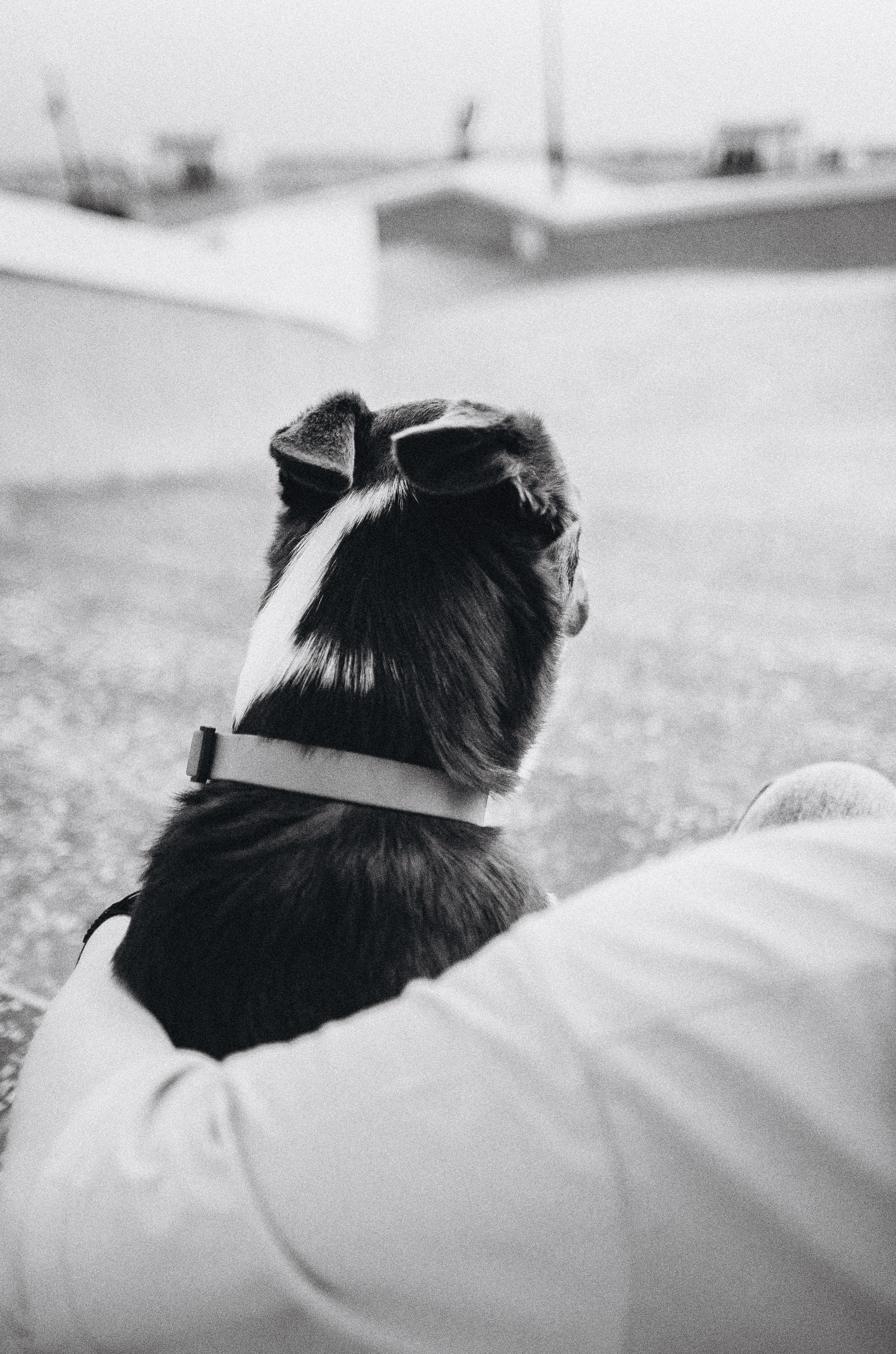 Вика и Эсса. Фотограф-анималист Богданова Полина