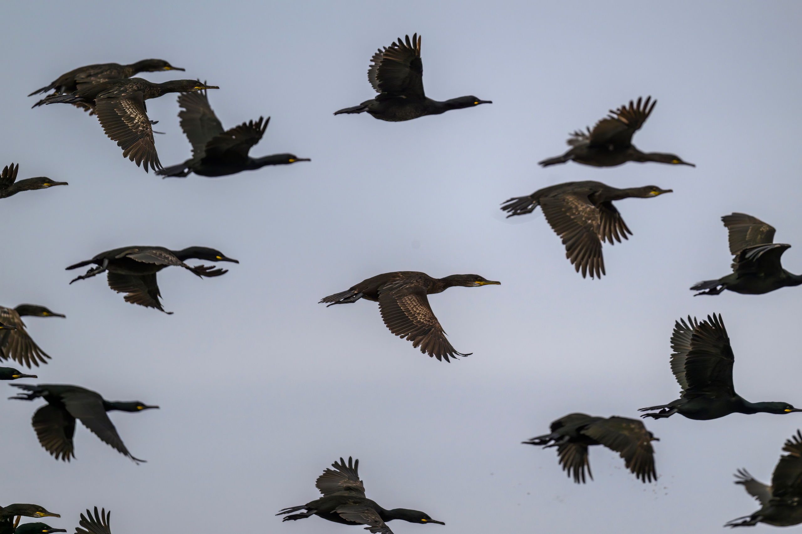 Мурманская область. Июнь 2024. Фотограф Сергей Пупонин