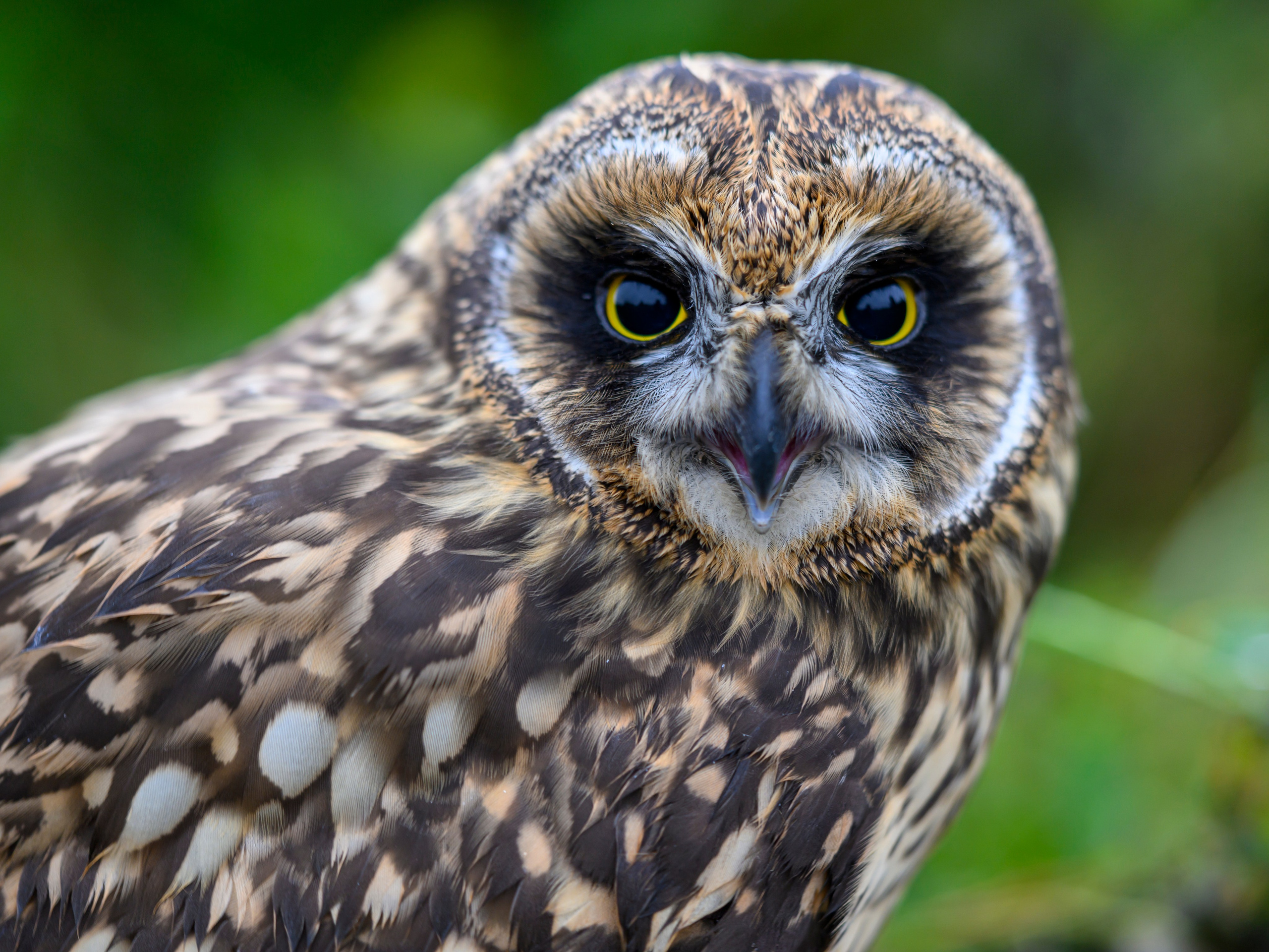Фотосессия совенка | Owlet photo session. Фотограф Сергей Пупонин