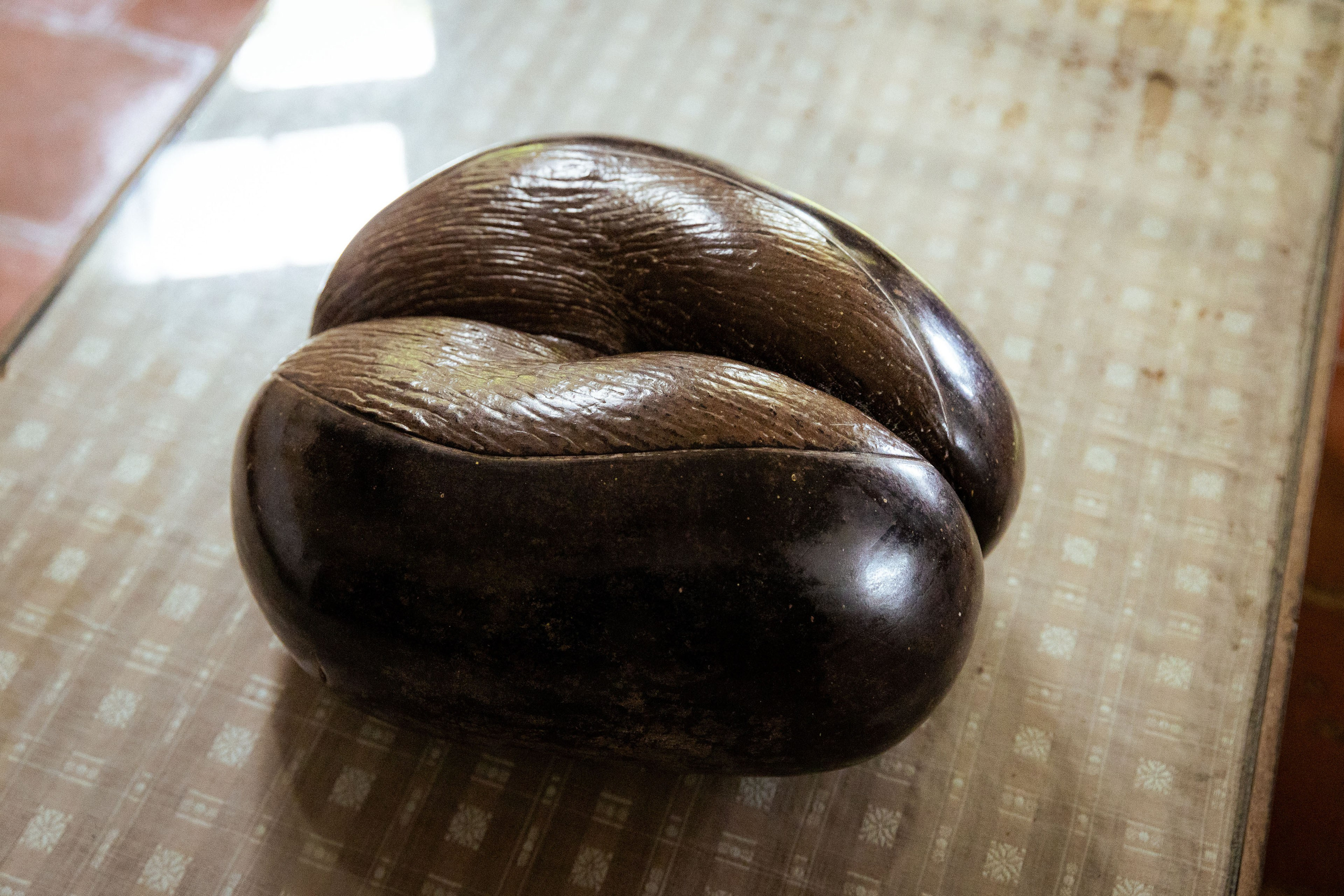 Шри-Ланка (весна 2024). Фотограф Виноградов Константин