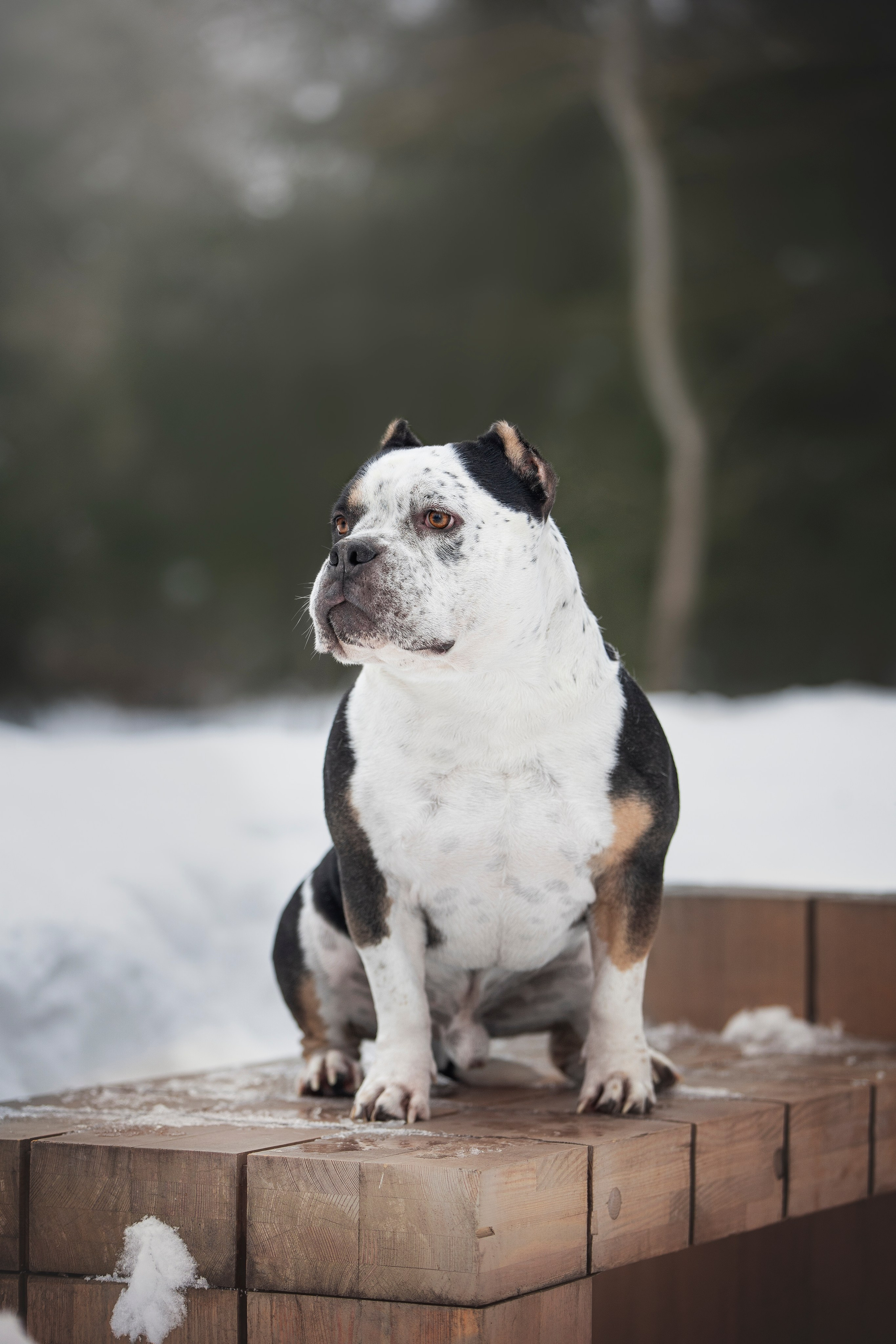 Американские булли. Фотограф анималист в Москве Майорова Евгения