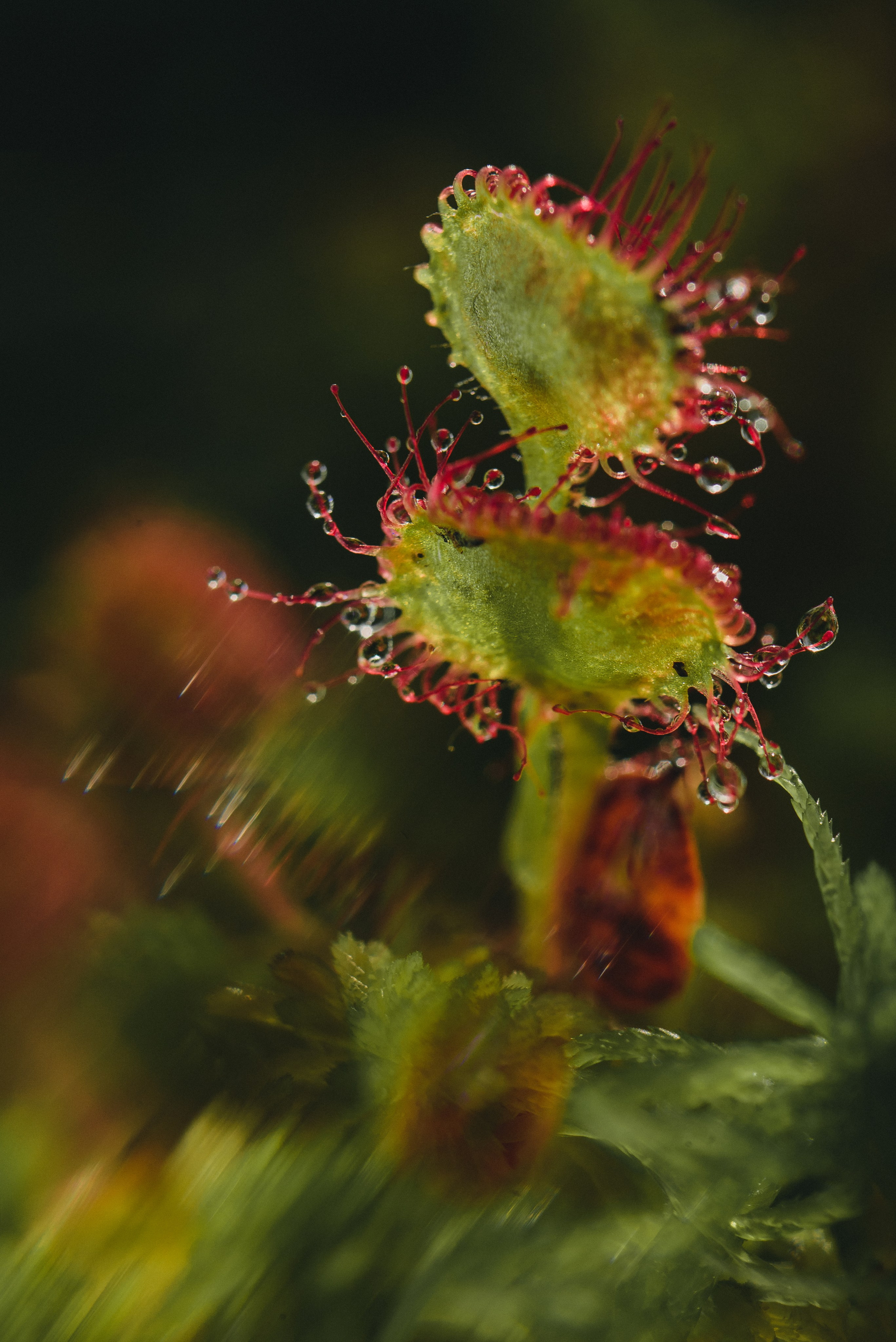 Фотопленэр на болоте. Фотообъединение Самарского областного отделения Союза журналистов России