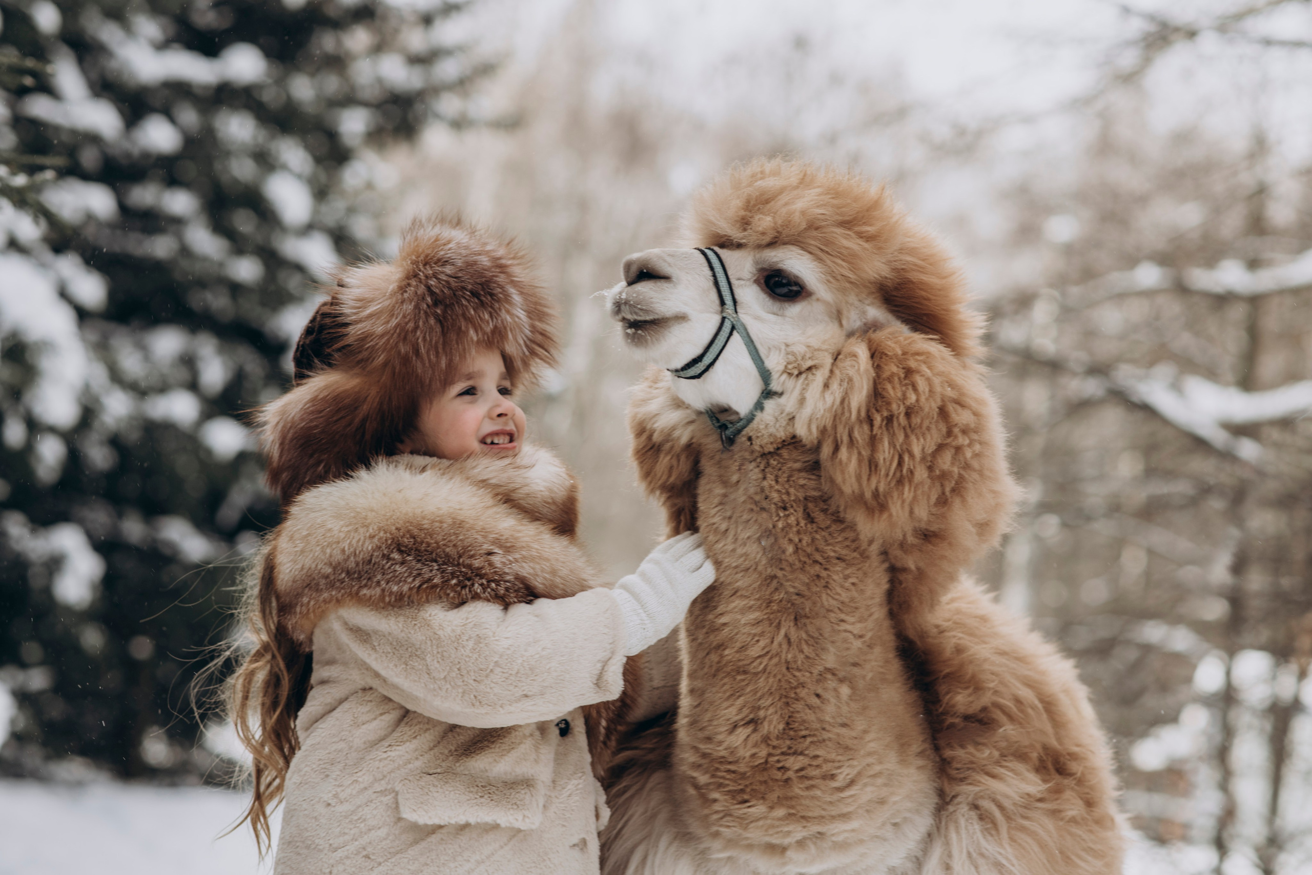 Зимняя фотосессия с Альпаками. Свадебный фотограф в Дмитрове