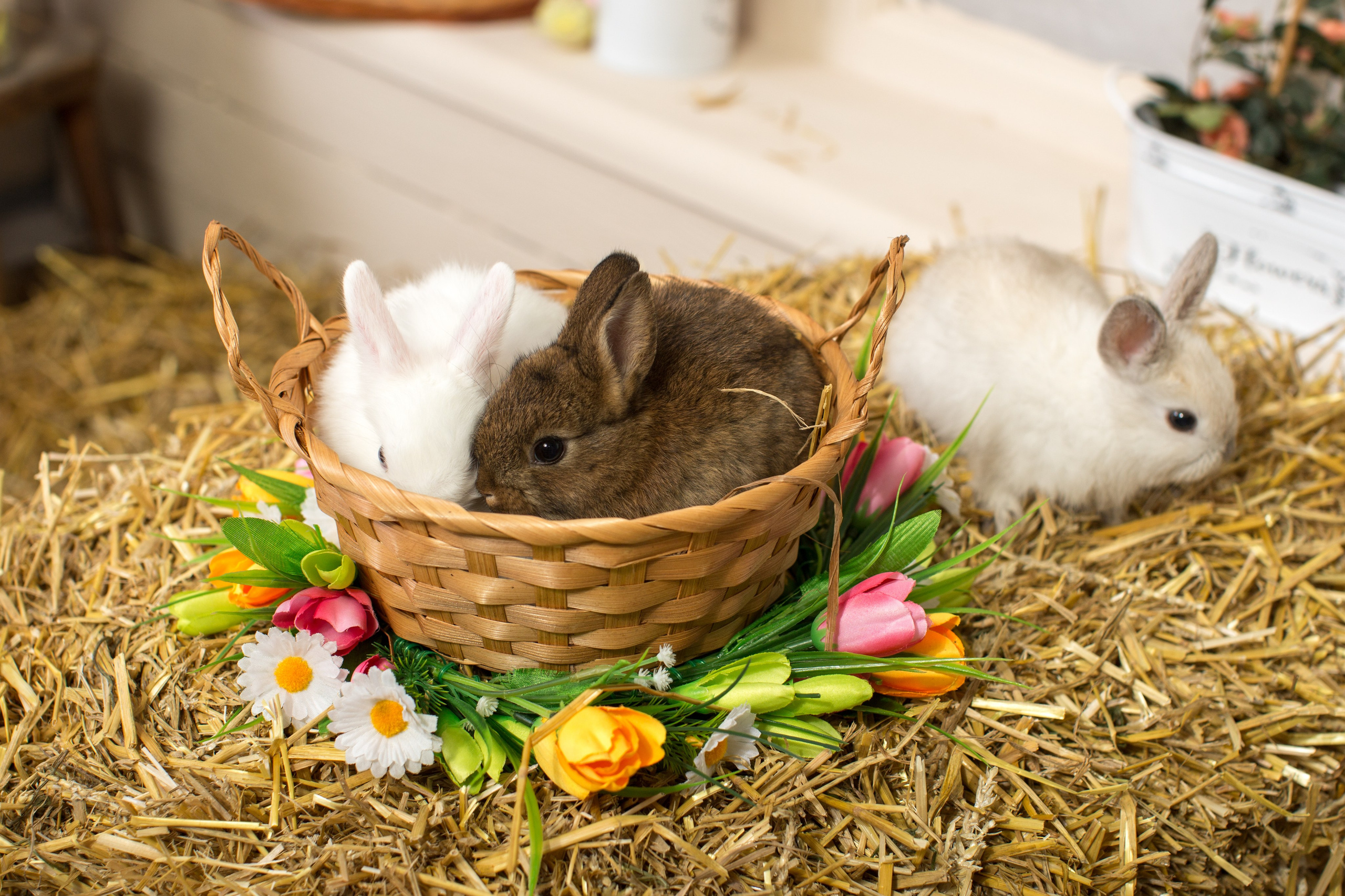 Фотопроект «Светлая Пасха»