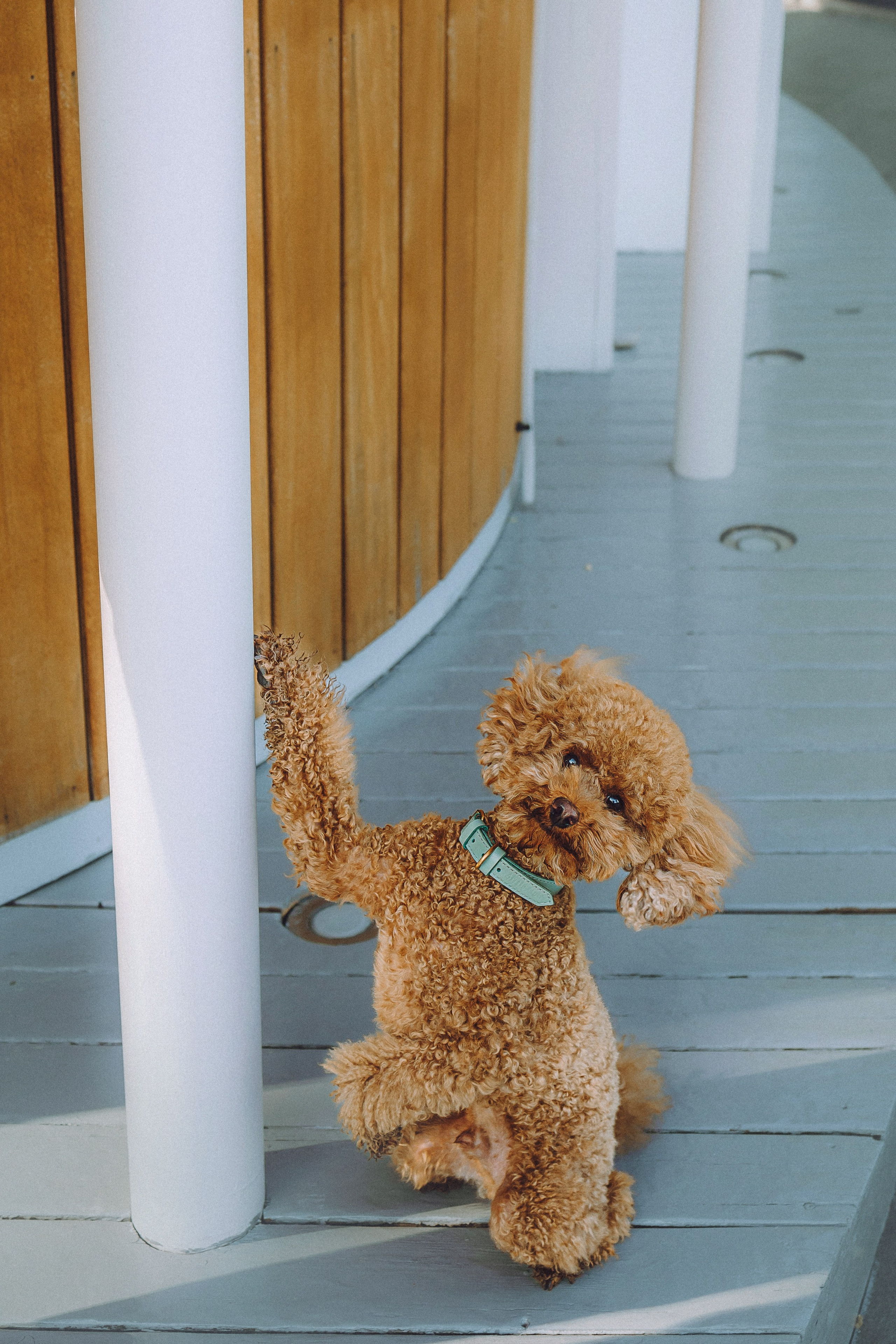 Марья и Буба