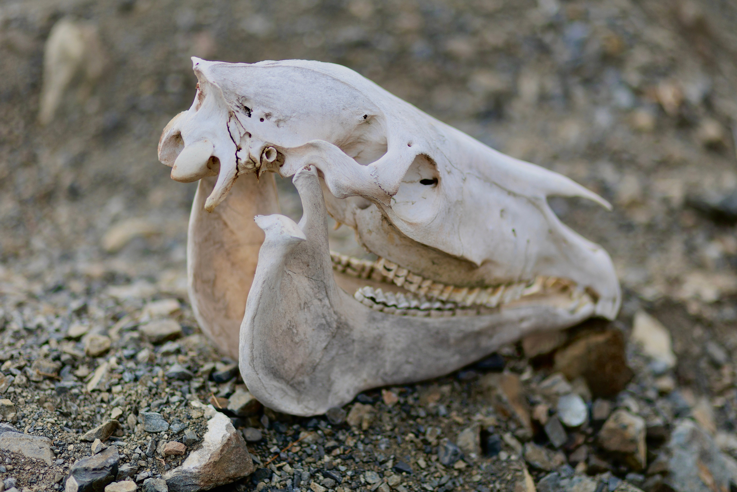 Незабываемое 4 апреля. Экскурсии и туры по Алматы