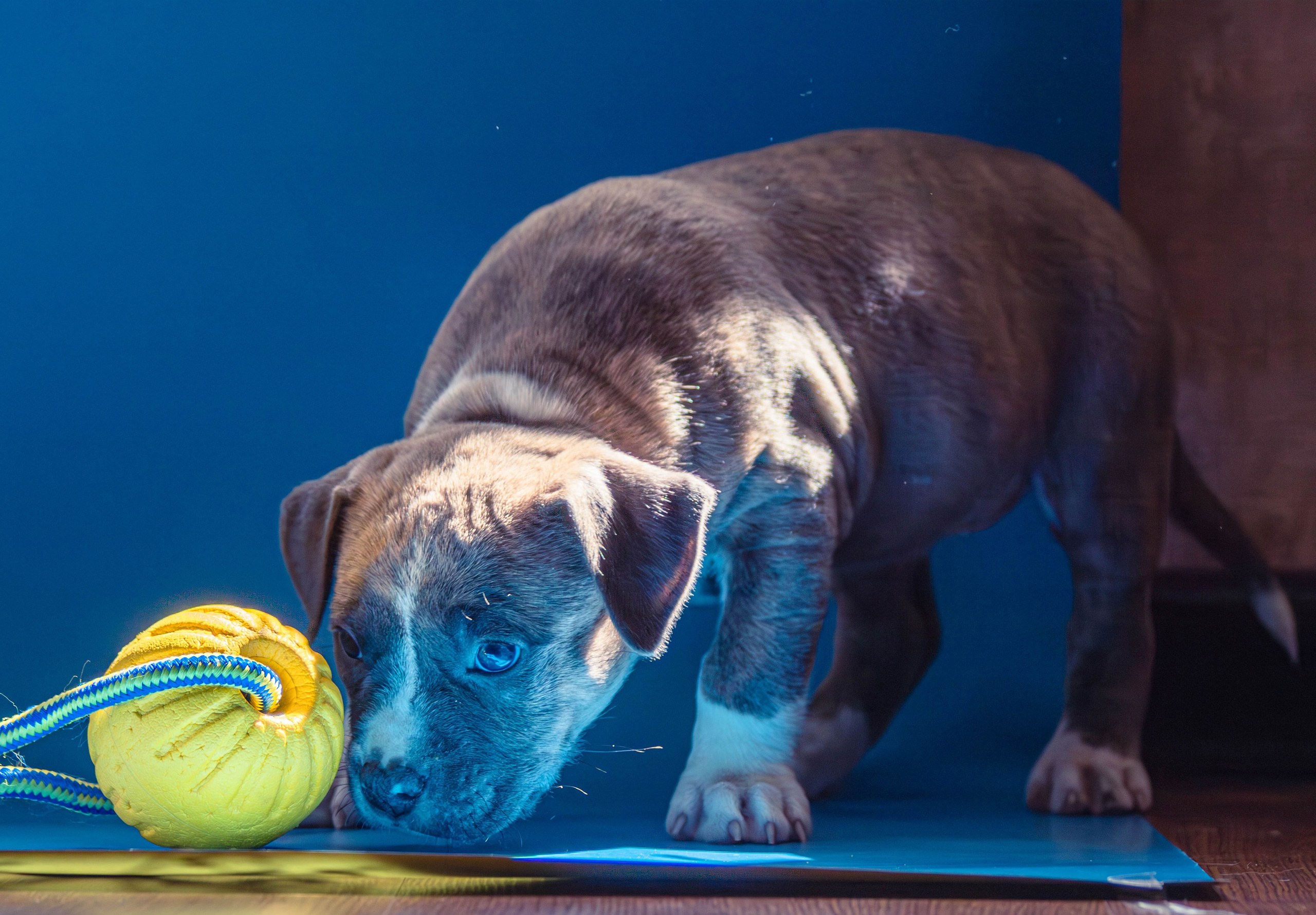 Фотосессия щенков от 7-и дней в стиле ньюборн. Фотограф анималист — Тула, Москва