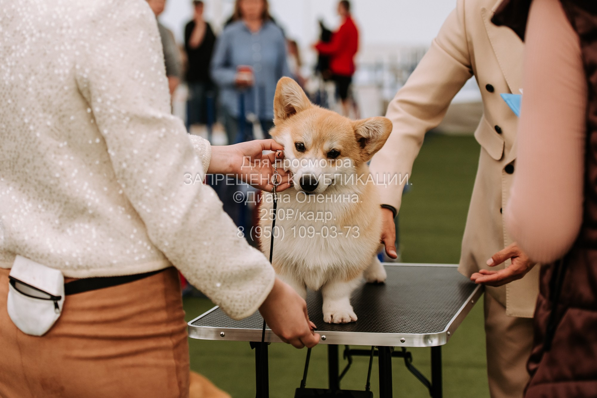Выставка собак Красноярск 2.06. Фотограф Диана Оленина Красноярск / Братск
